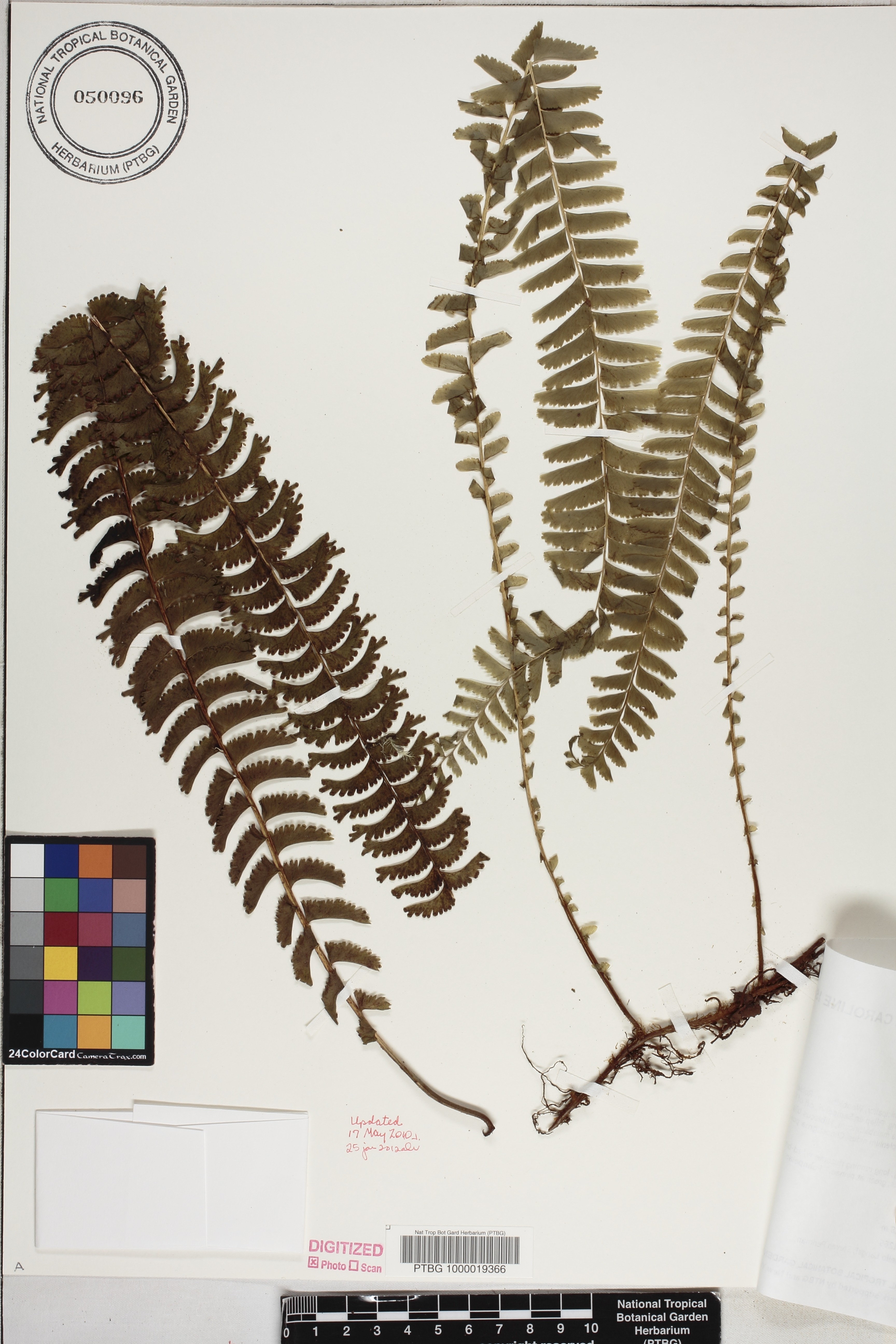 Lindsaea repens var. lingulata image