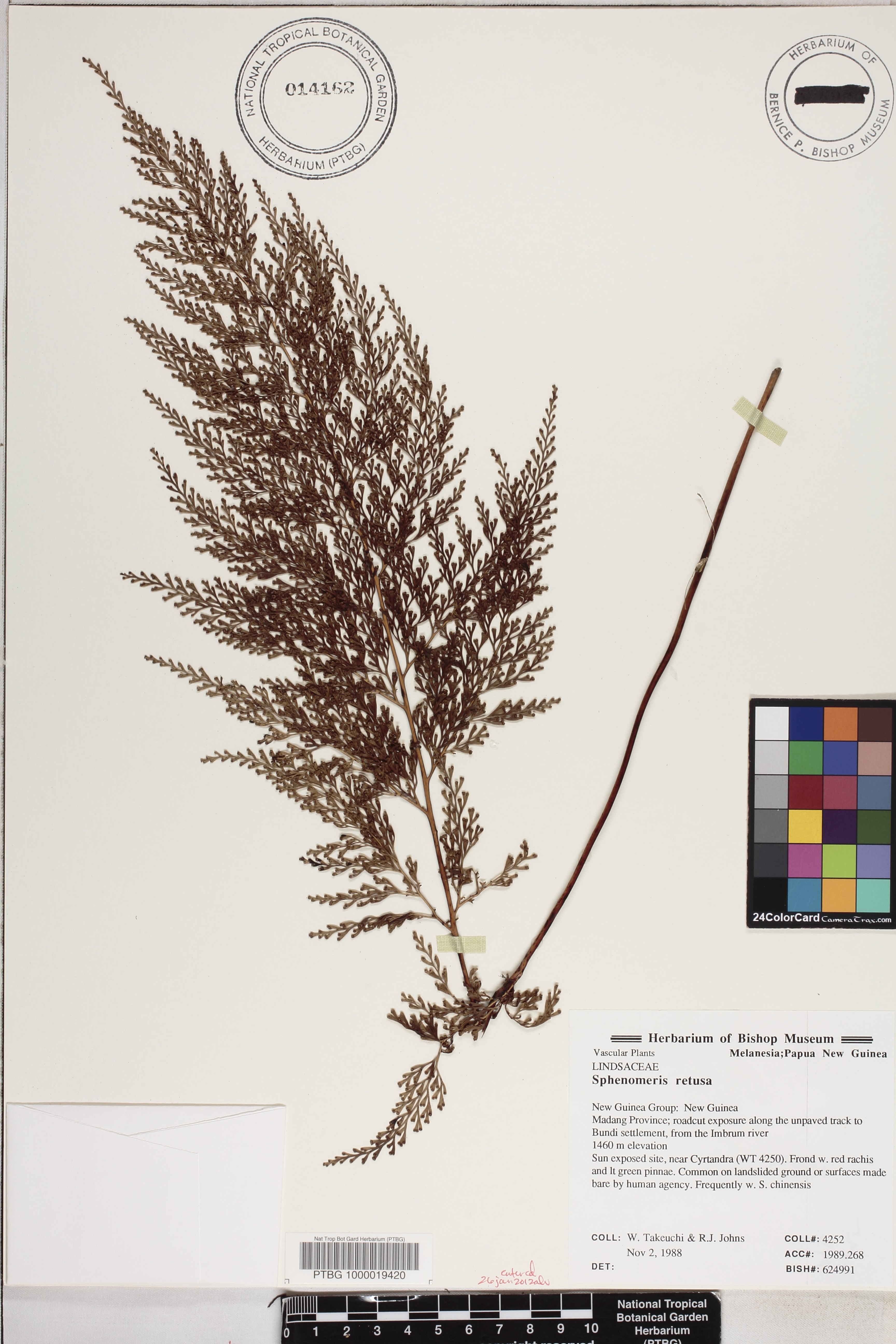 Odontosoria retusa image