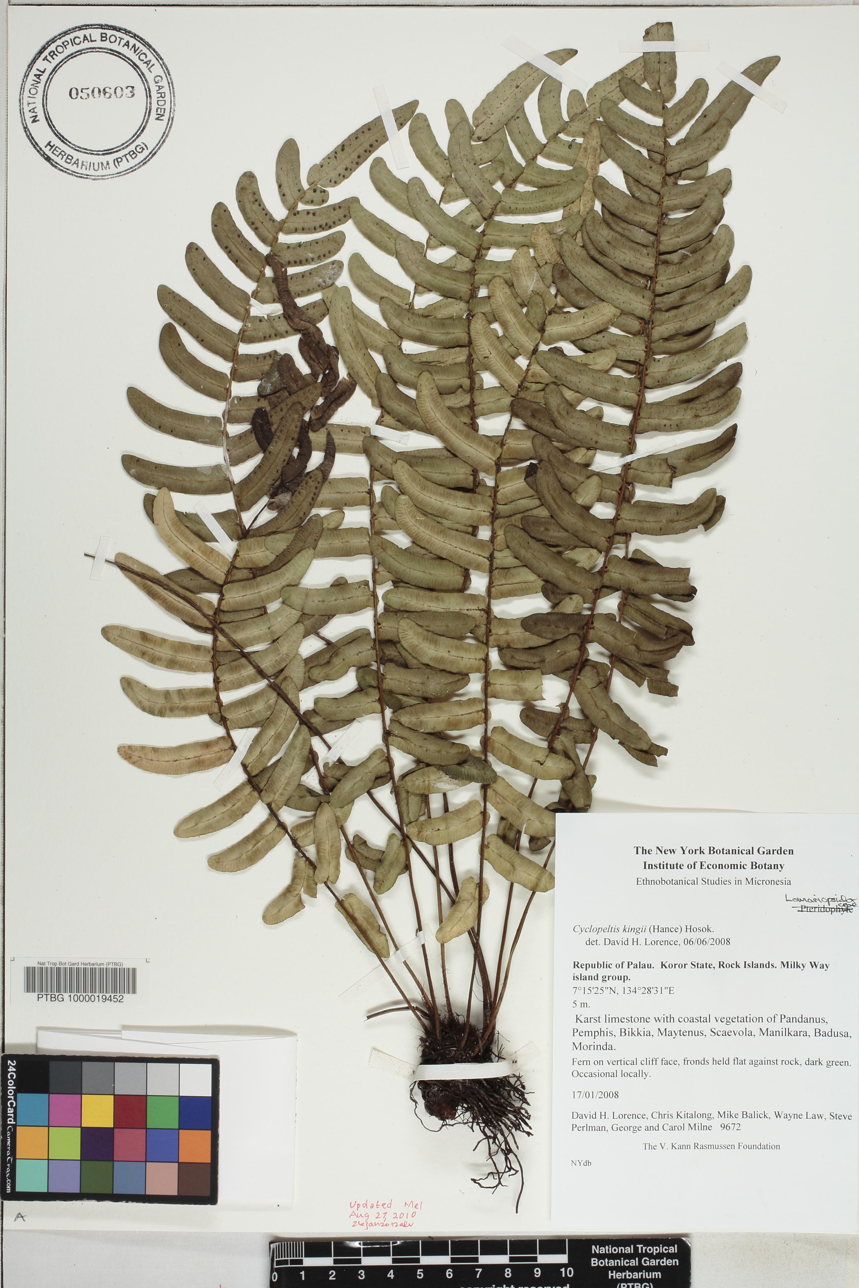 Cyclopeltis kingii image