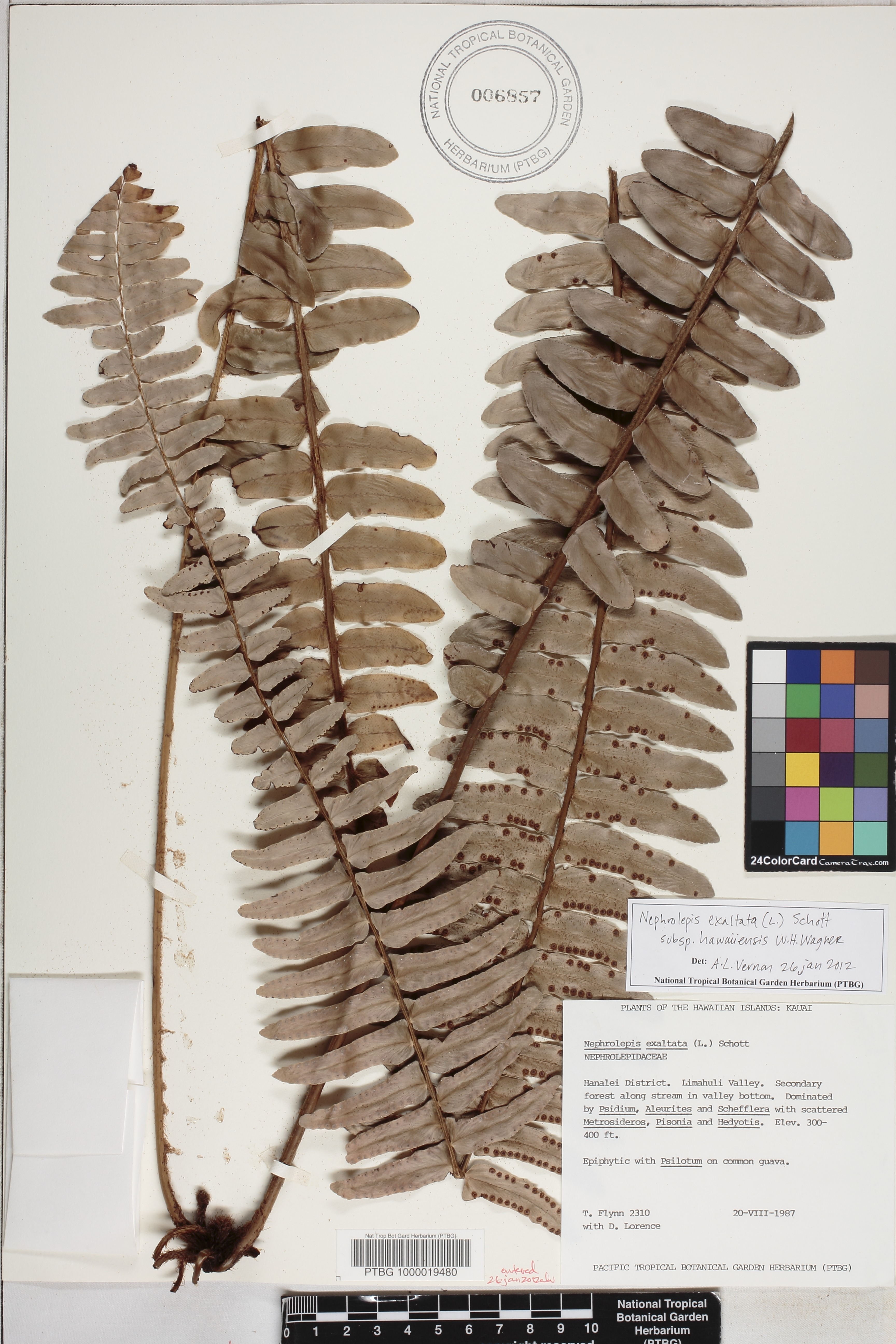 Nephrolepis exaltata image