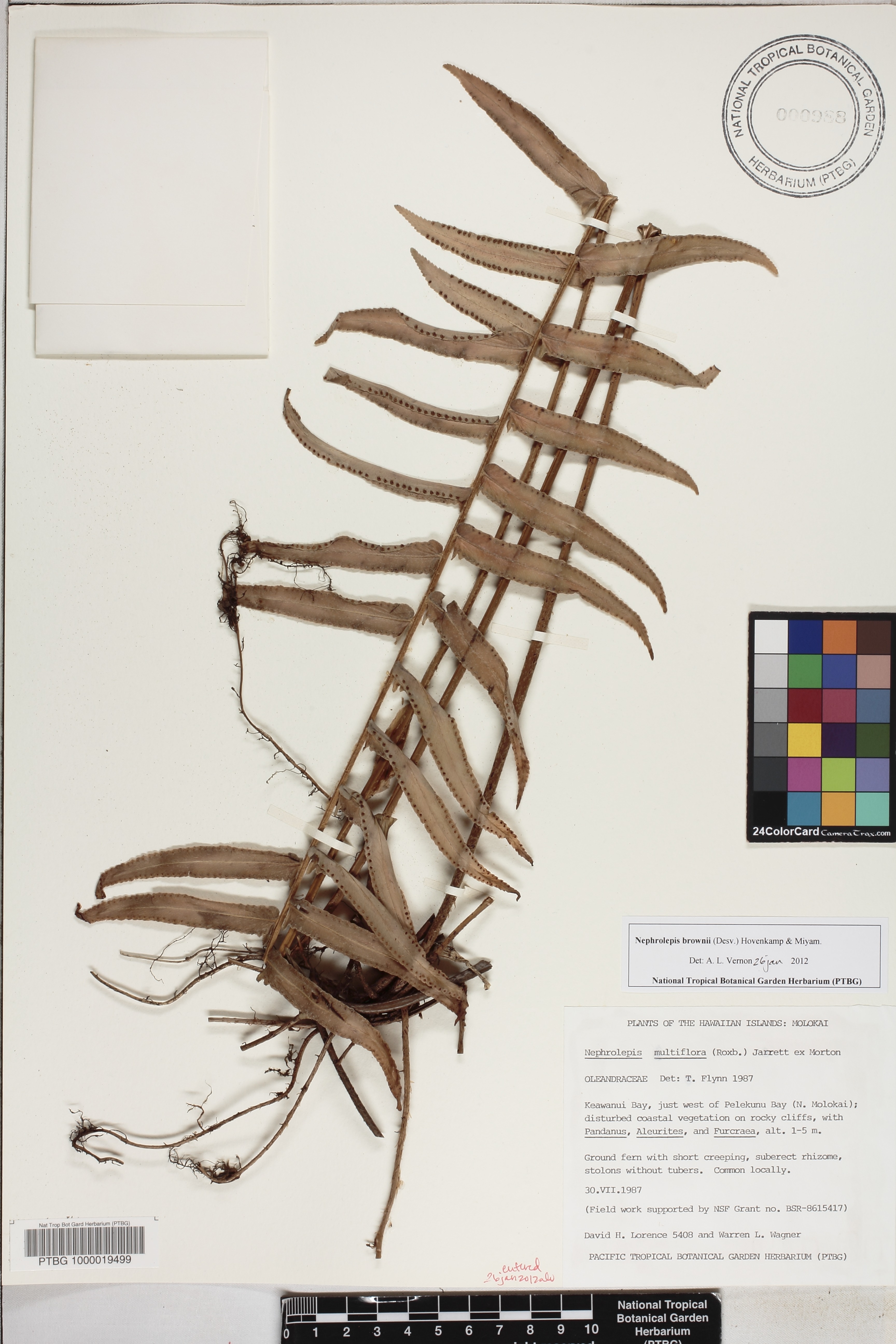 Nephrolepis brownii image