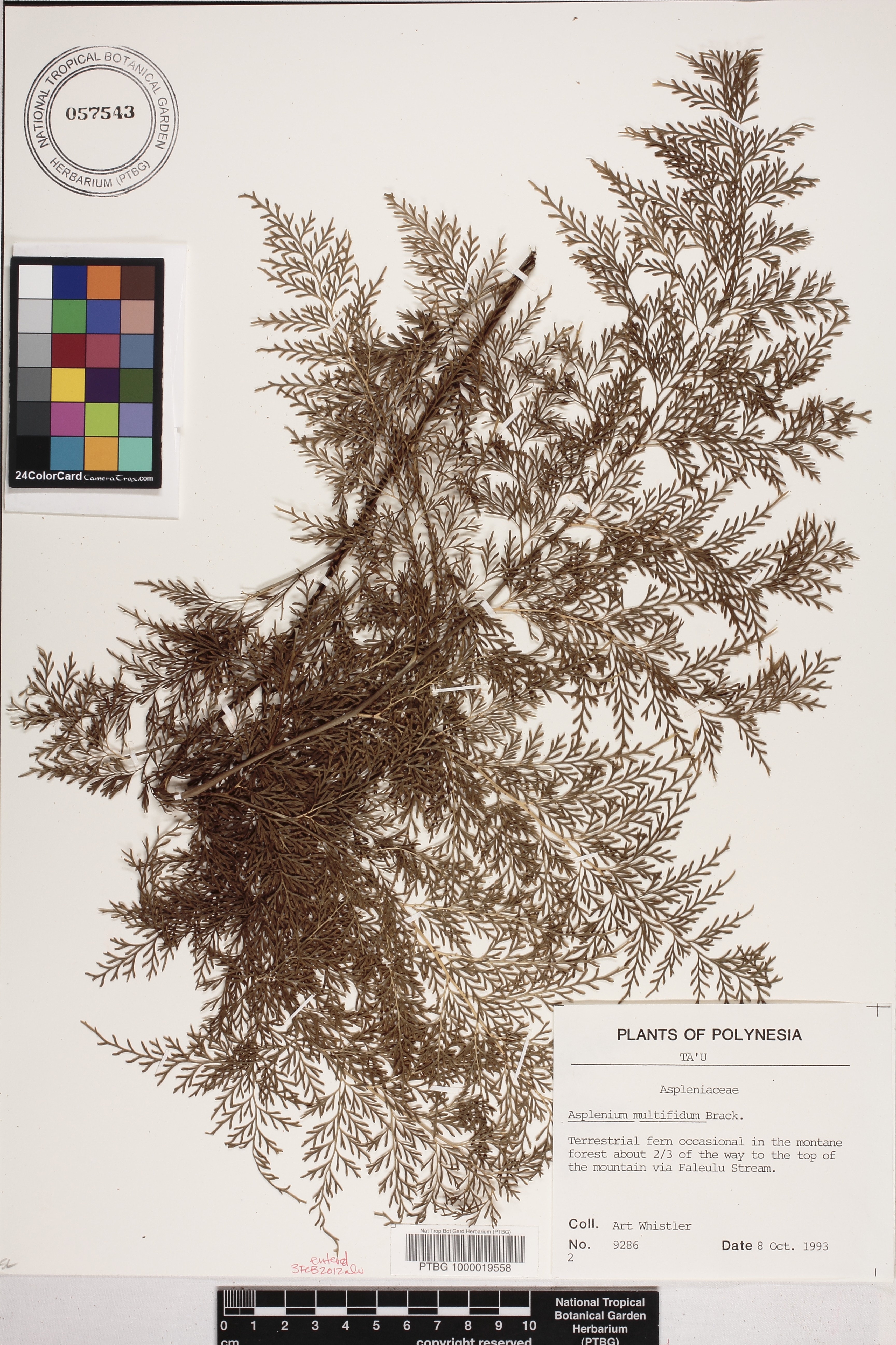 Asplenium shuttleworthianum image