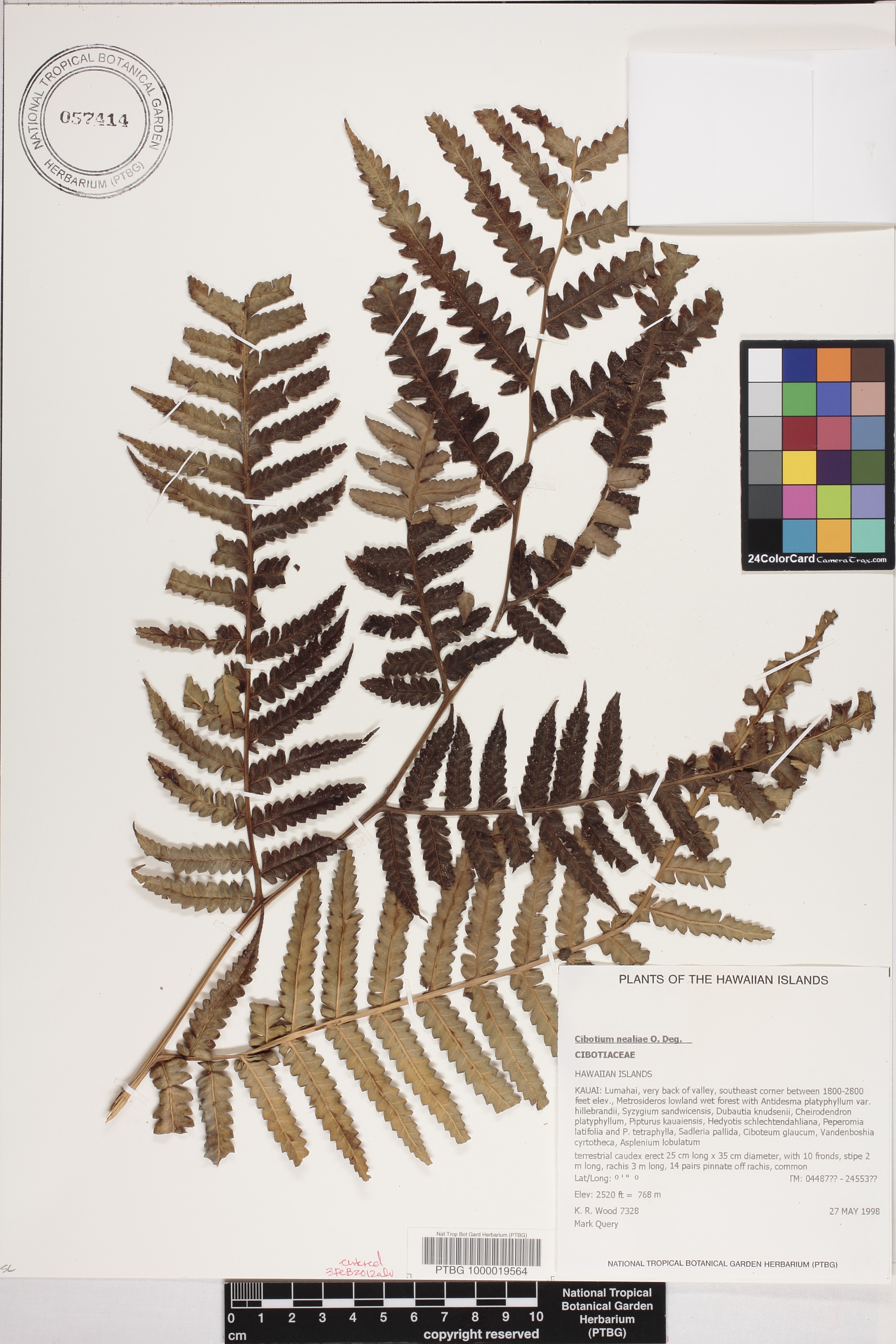 Cibotium nealiae image