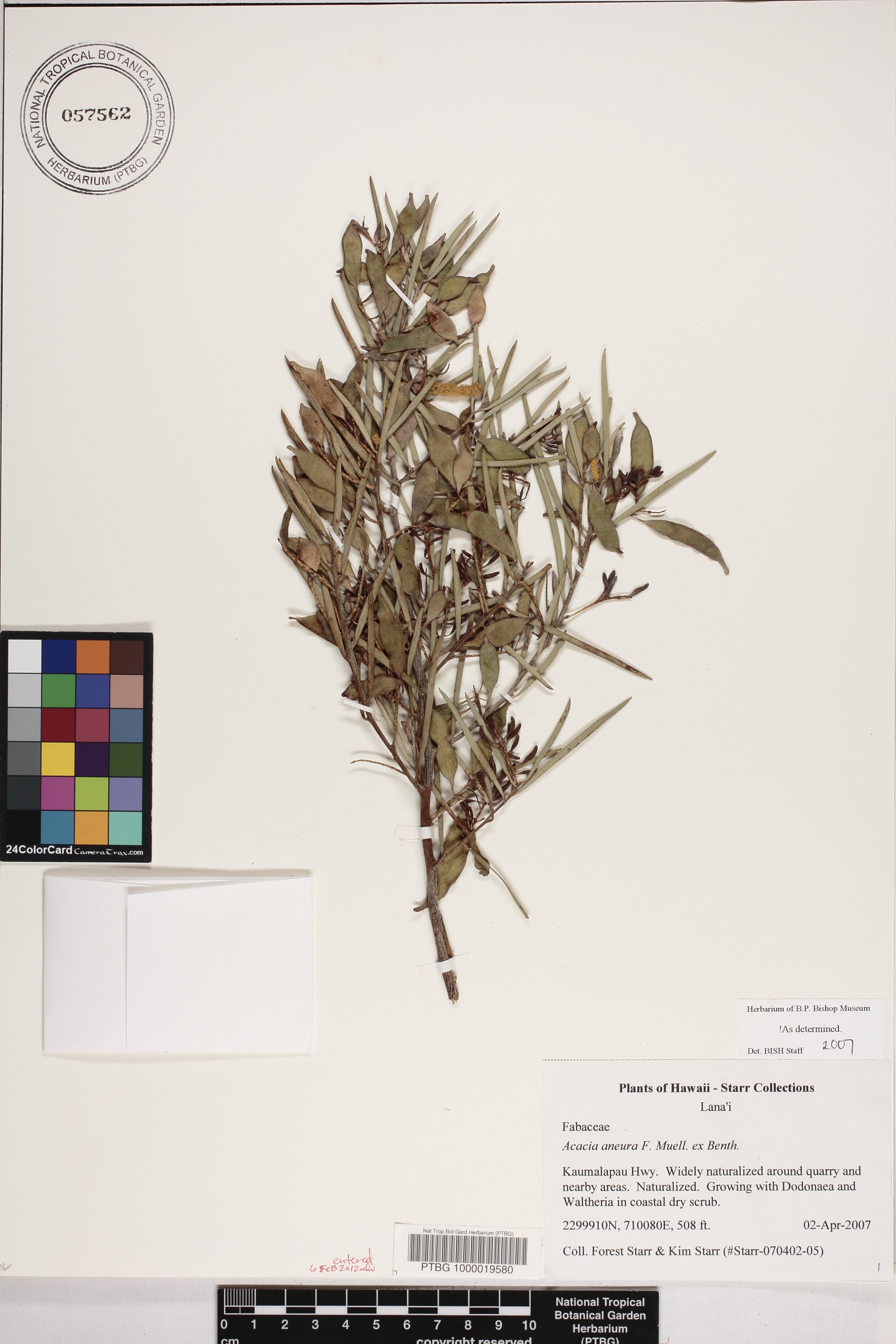 Acacia aneura image