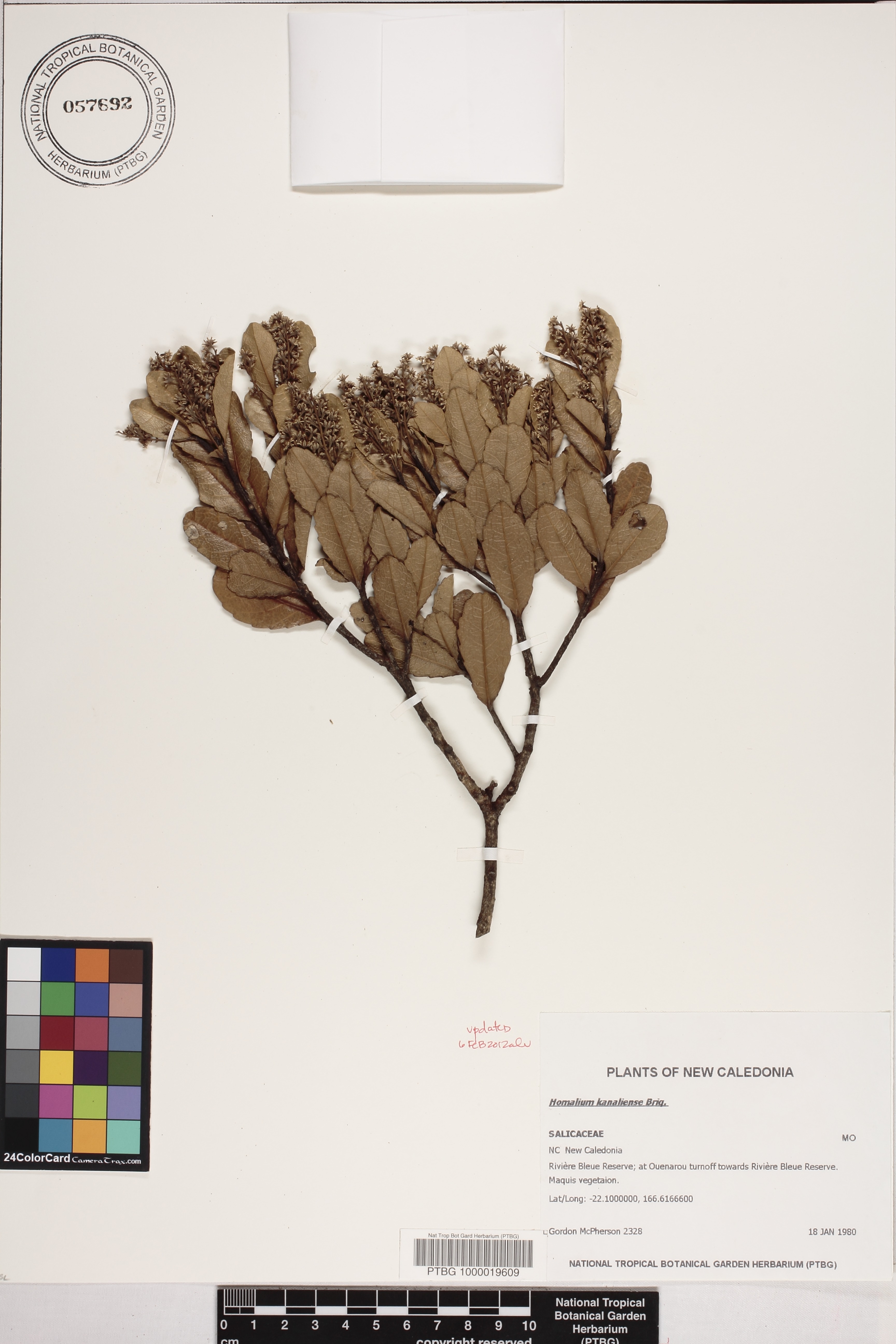 Homalium kanaliense image