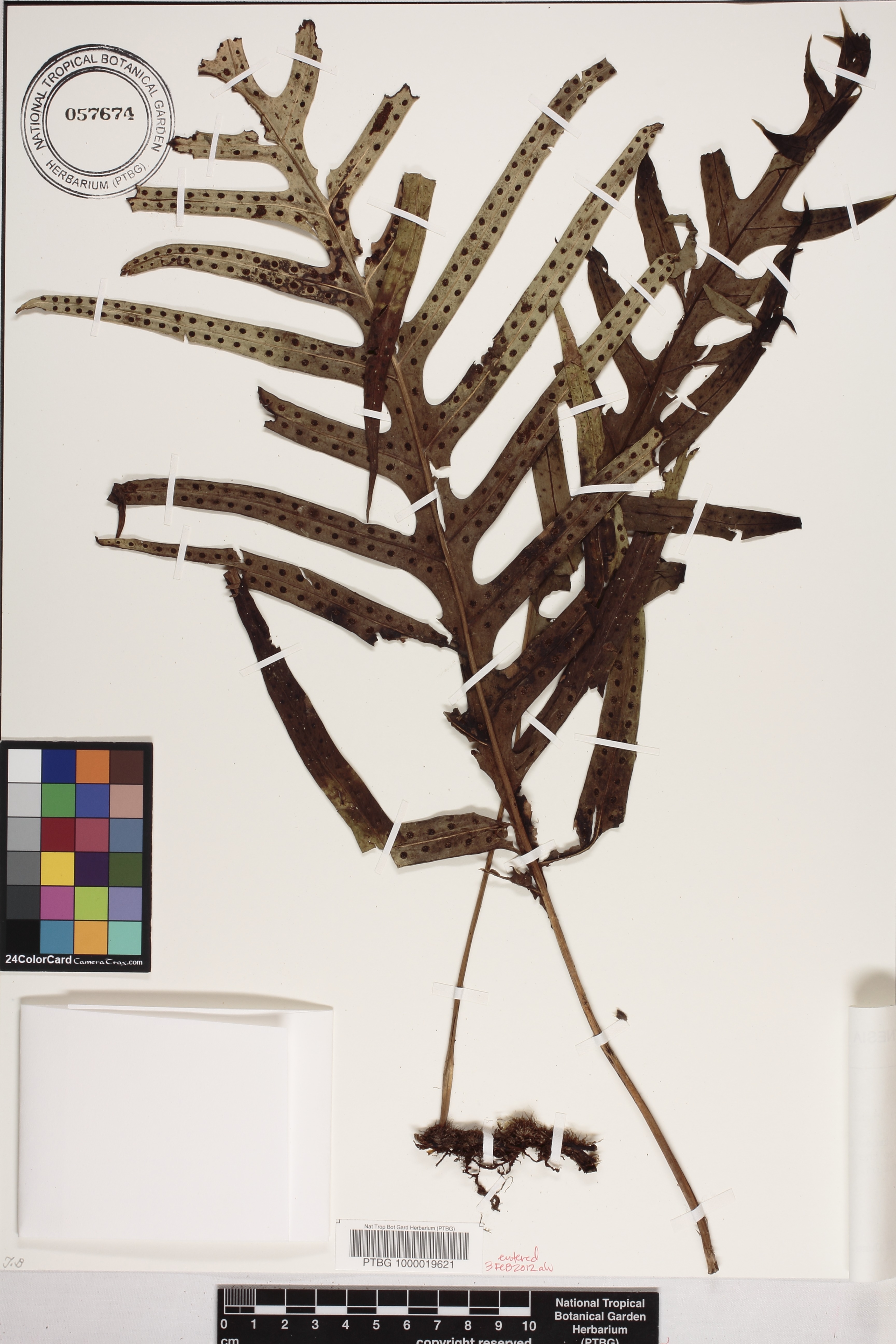 Microsorum powellii image
