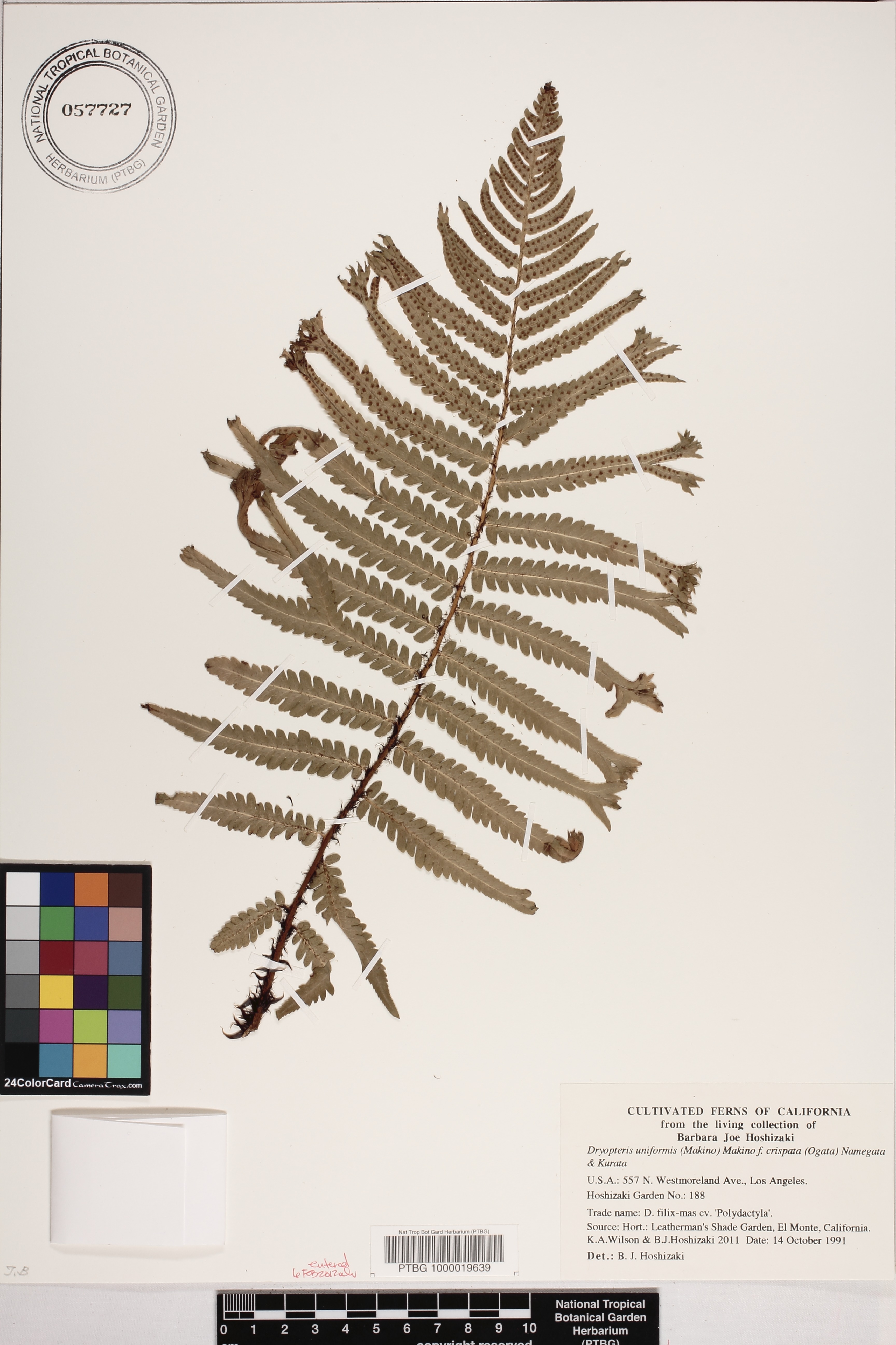 Dryopteris uniformis image