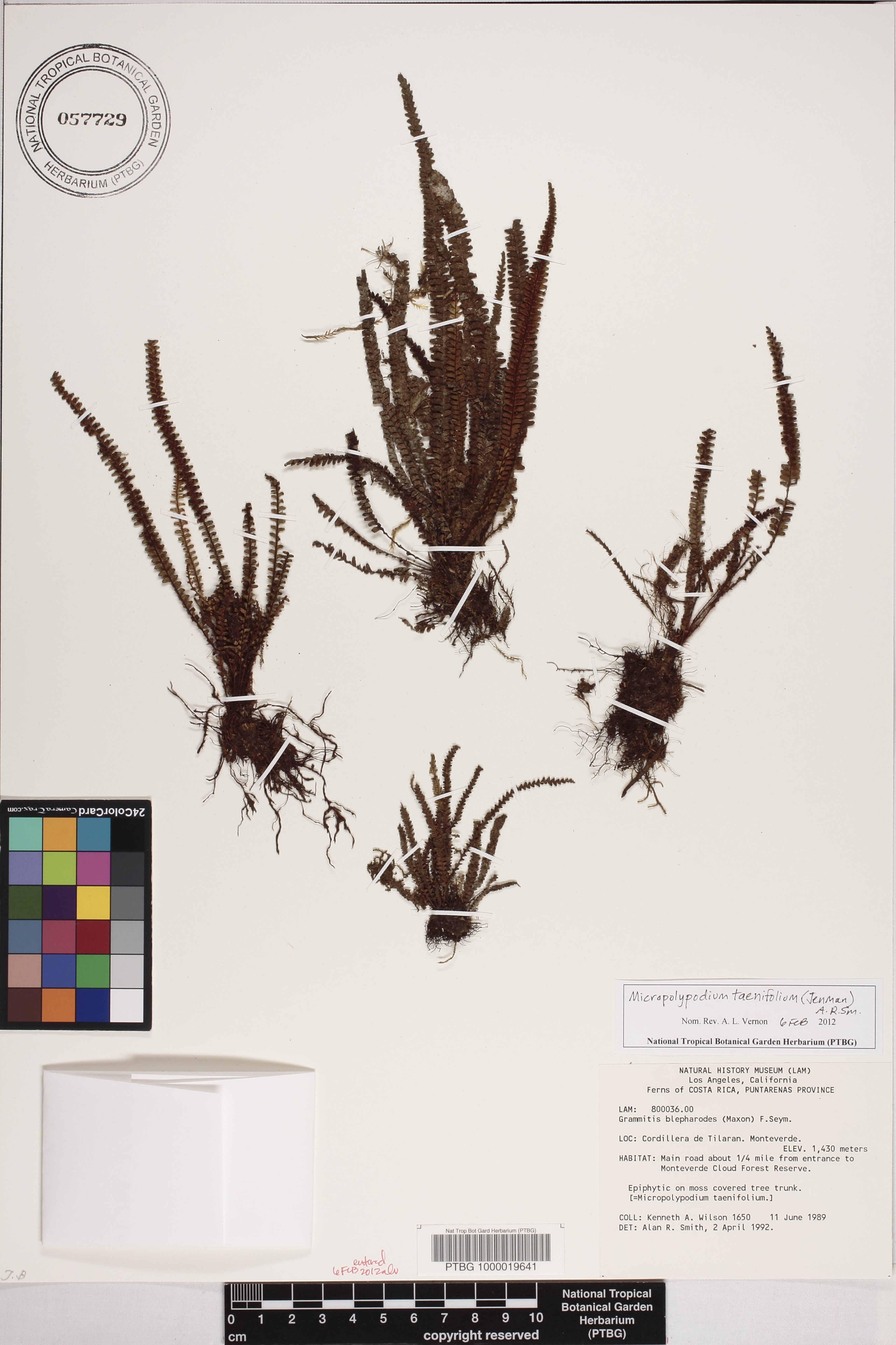 Moranopteris taenifolia image