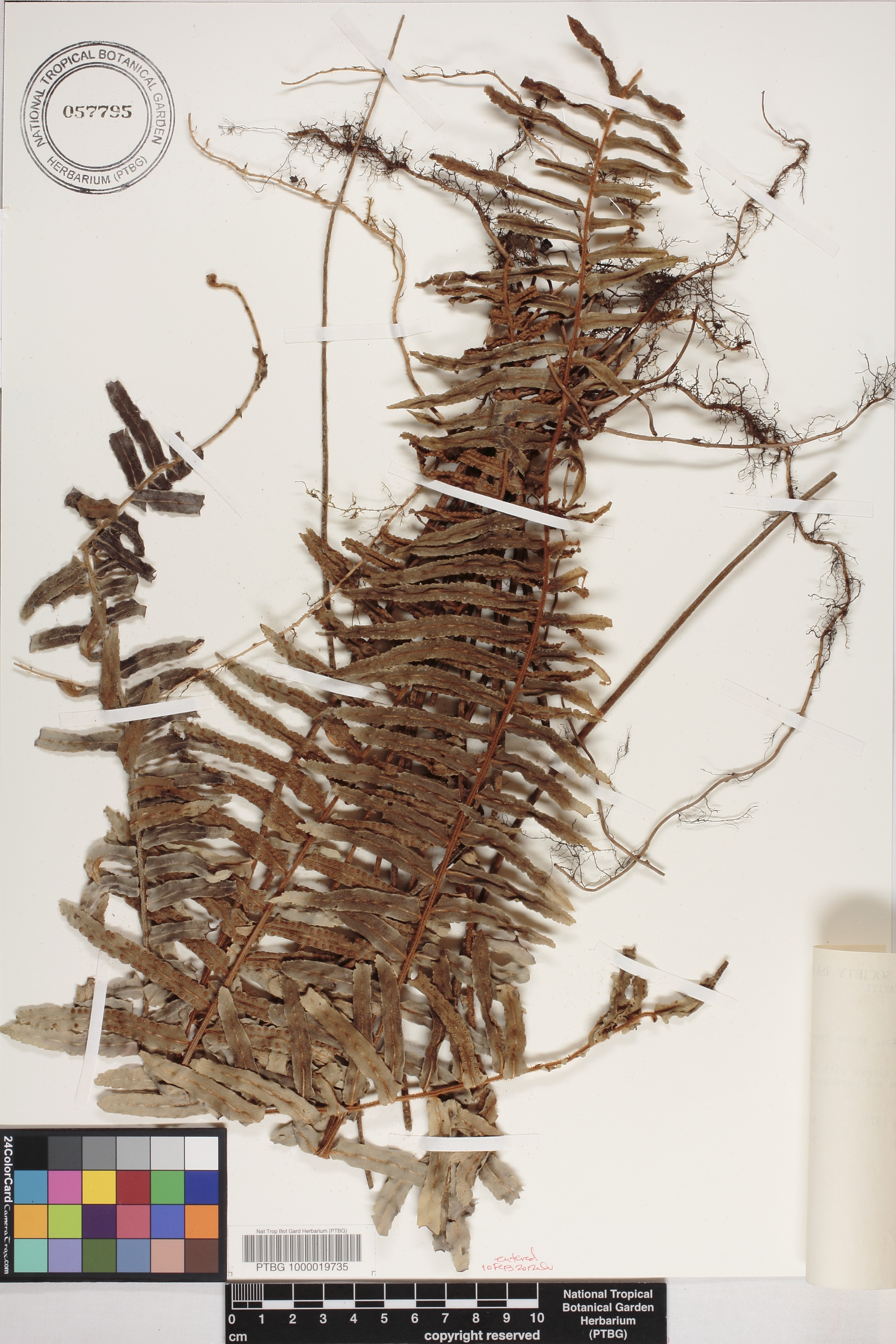 Nephrolepis image