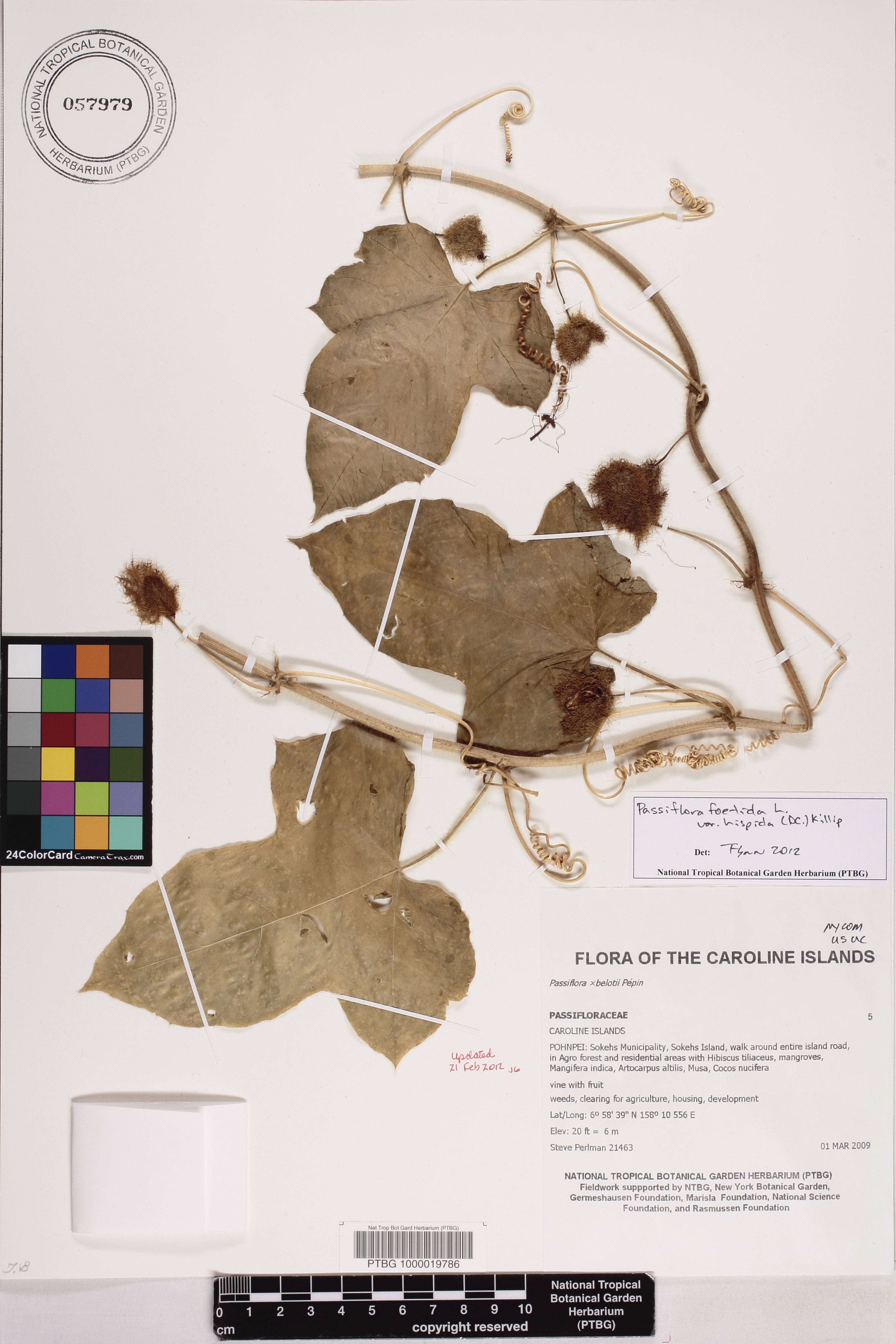 Passiflora foetida var. hispida image
