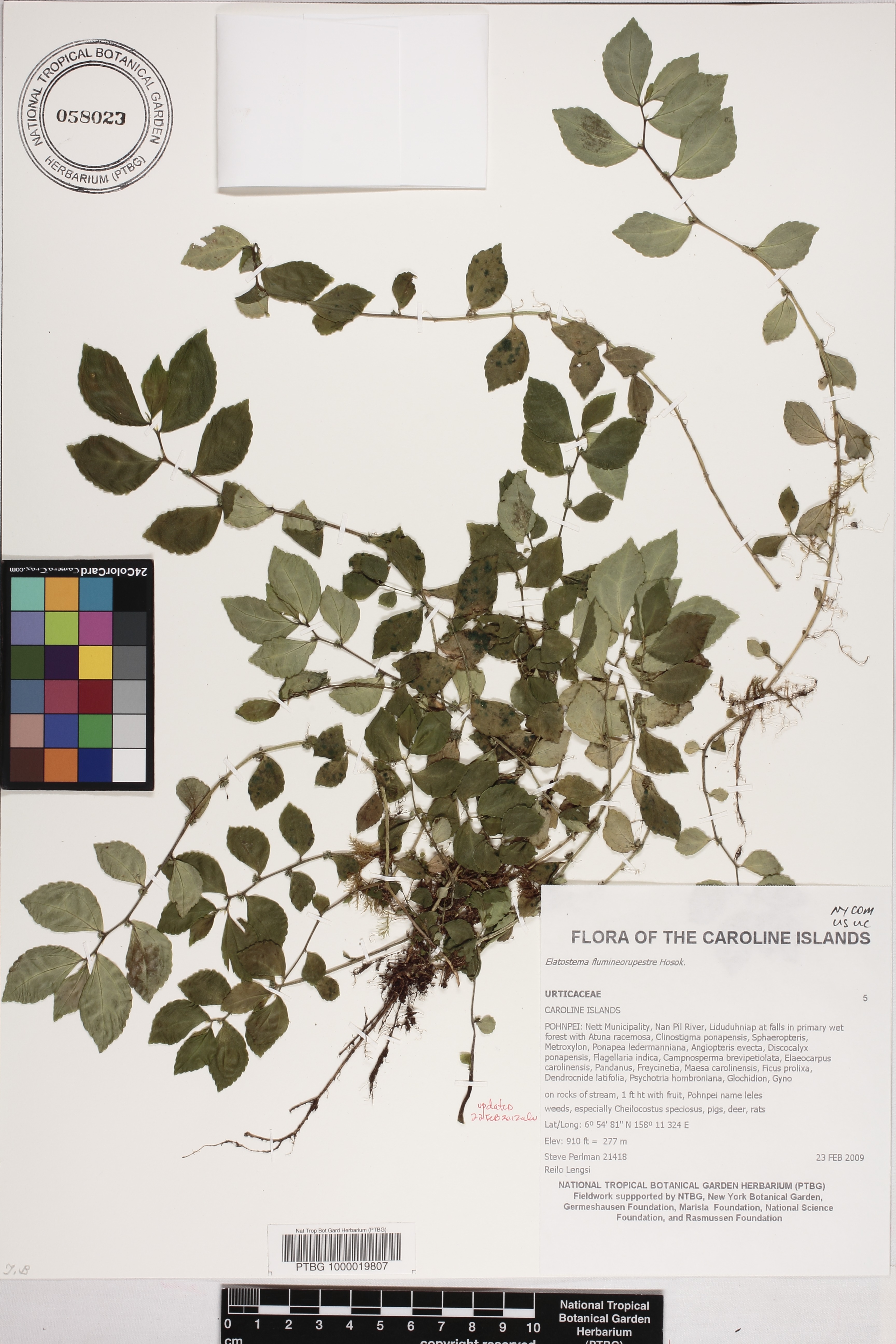 Elatostema image