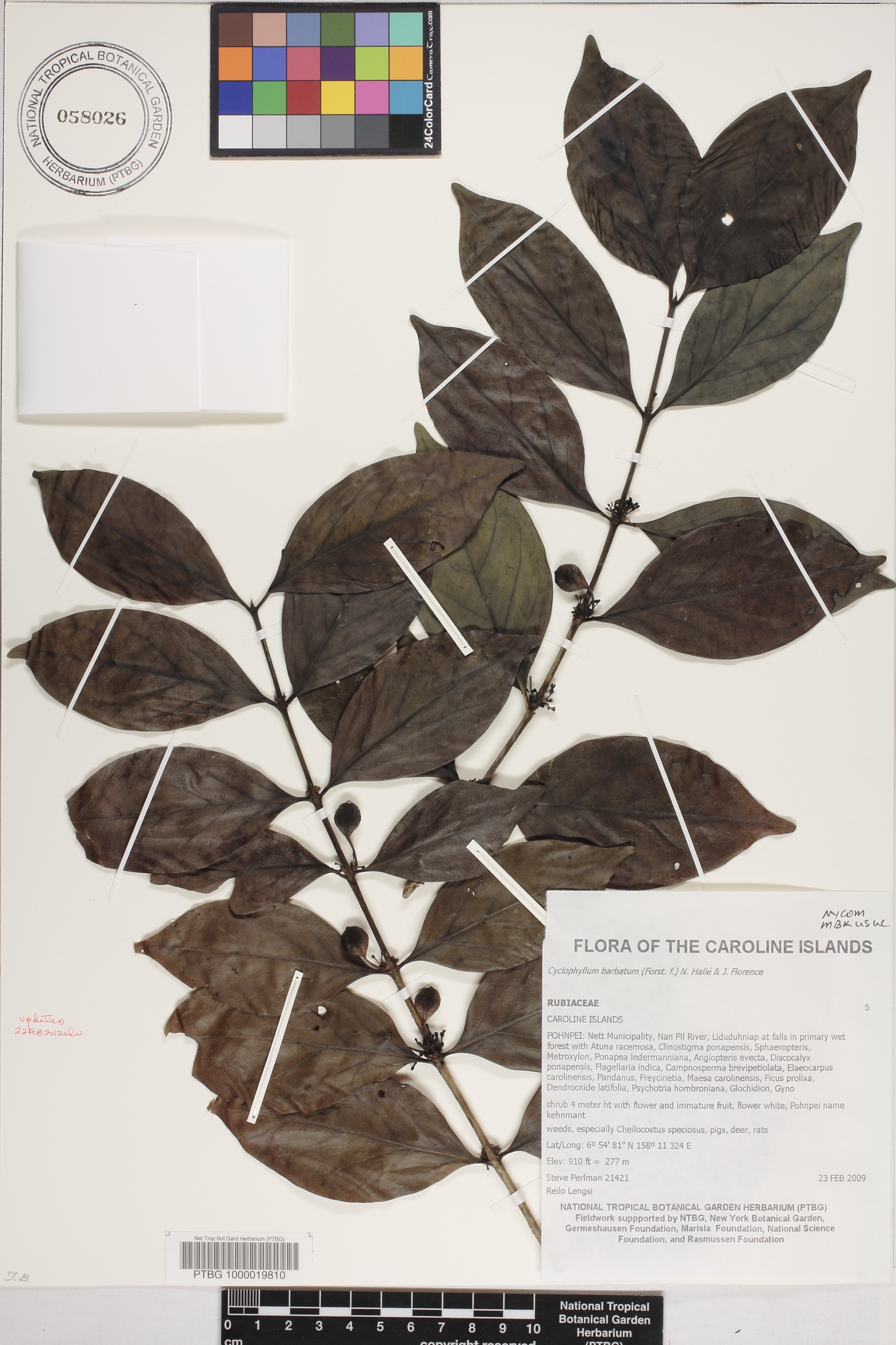Cyclophyllum image