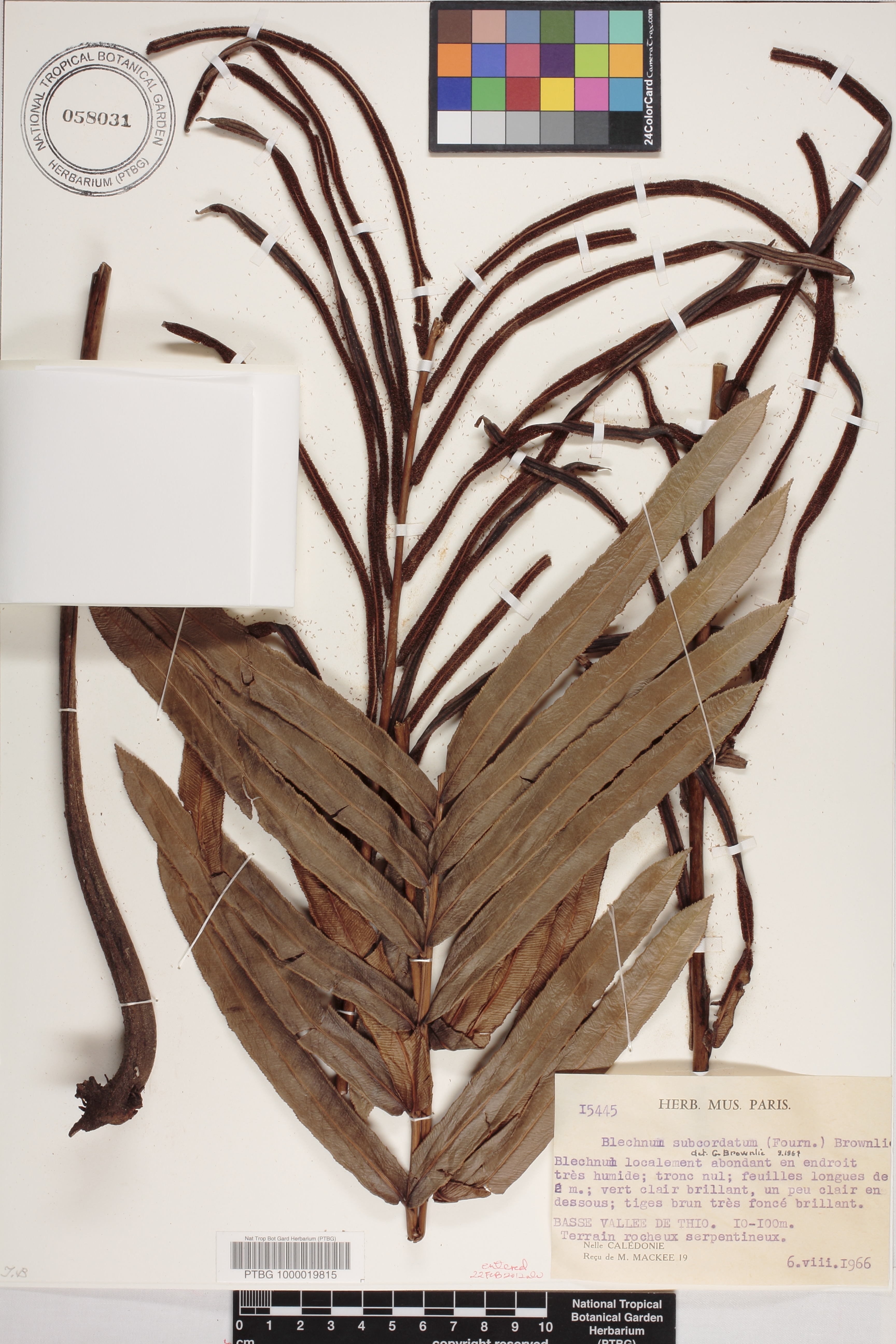 Parablechnum subcordatum image