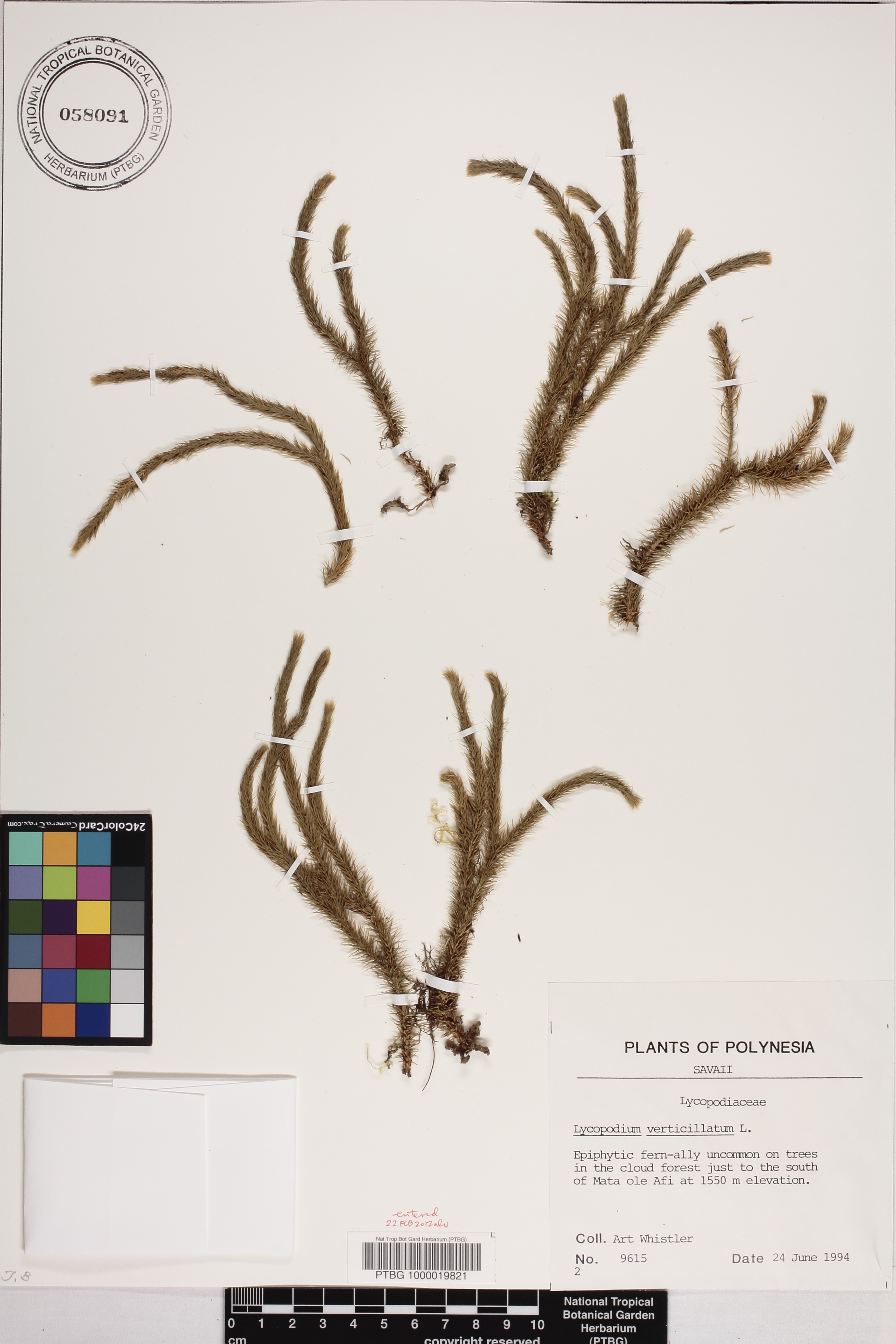 Huperzia acerosa image