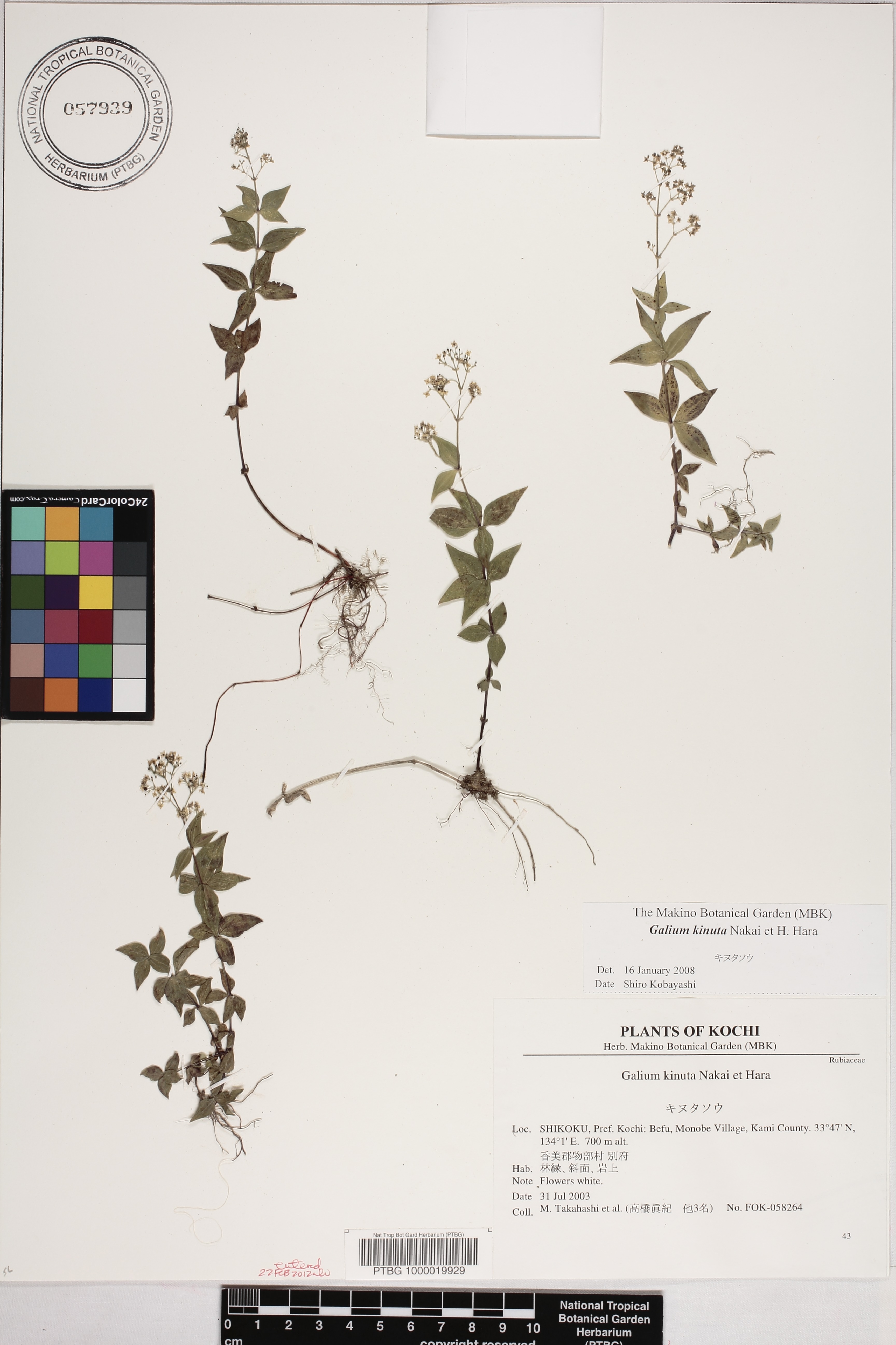 Galium kinuta image