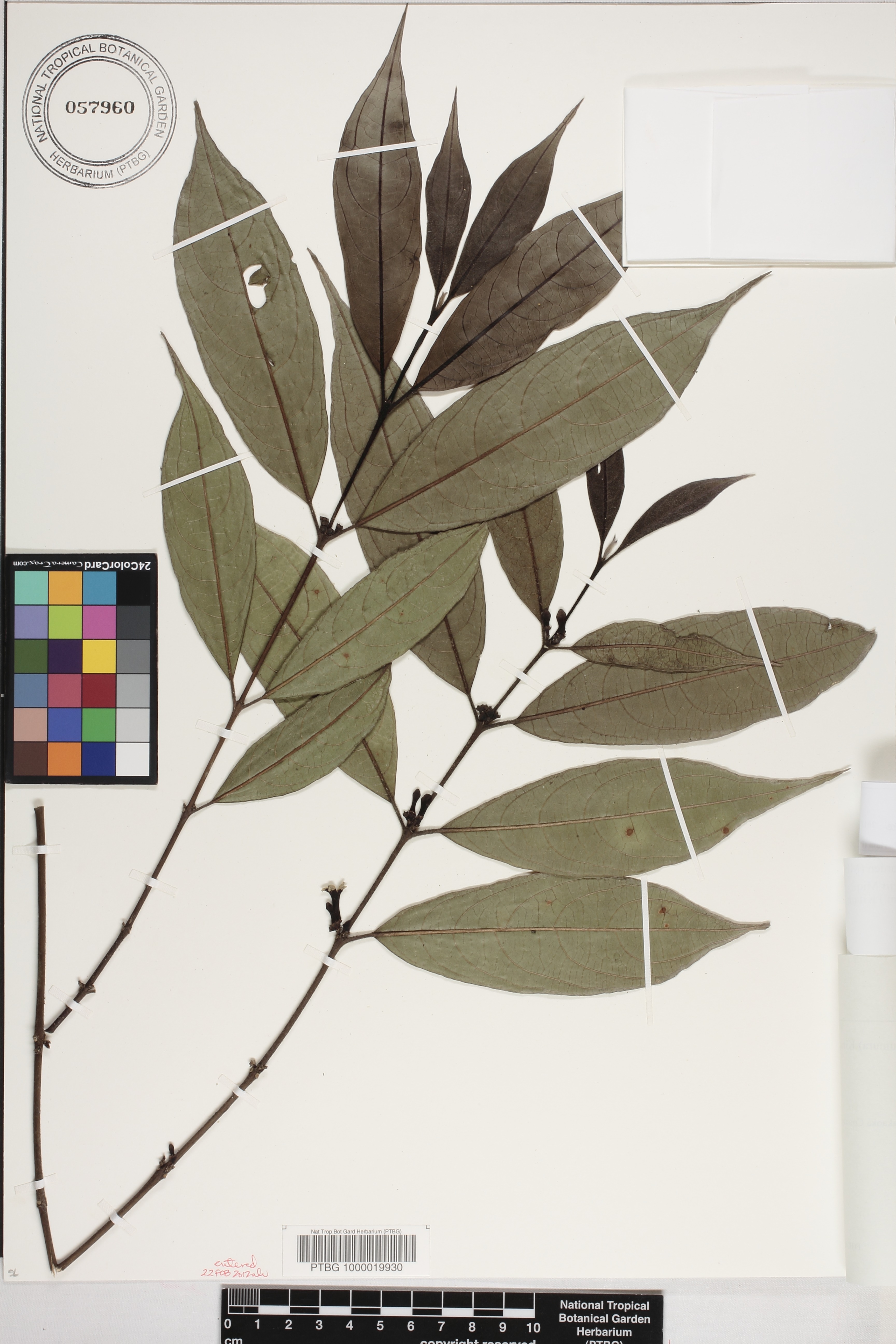 Lasianthus japonicus image