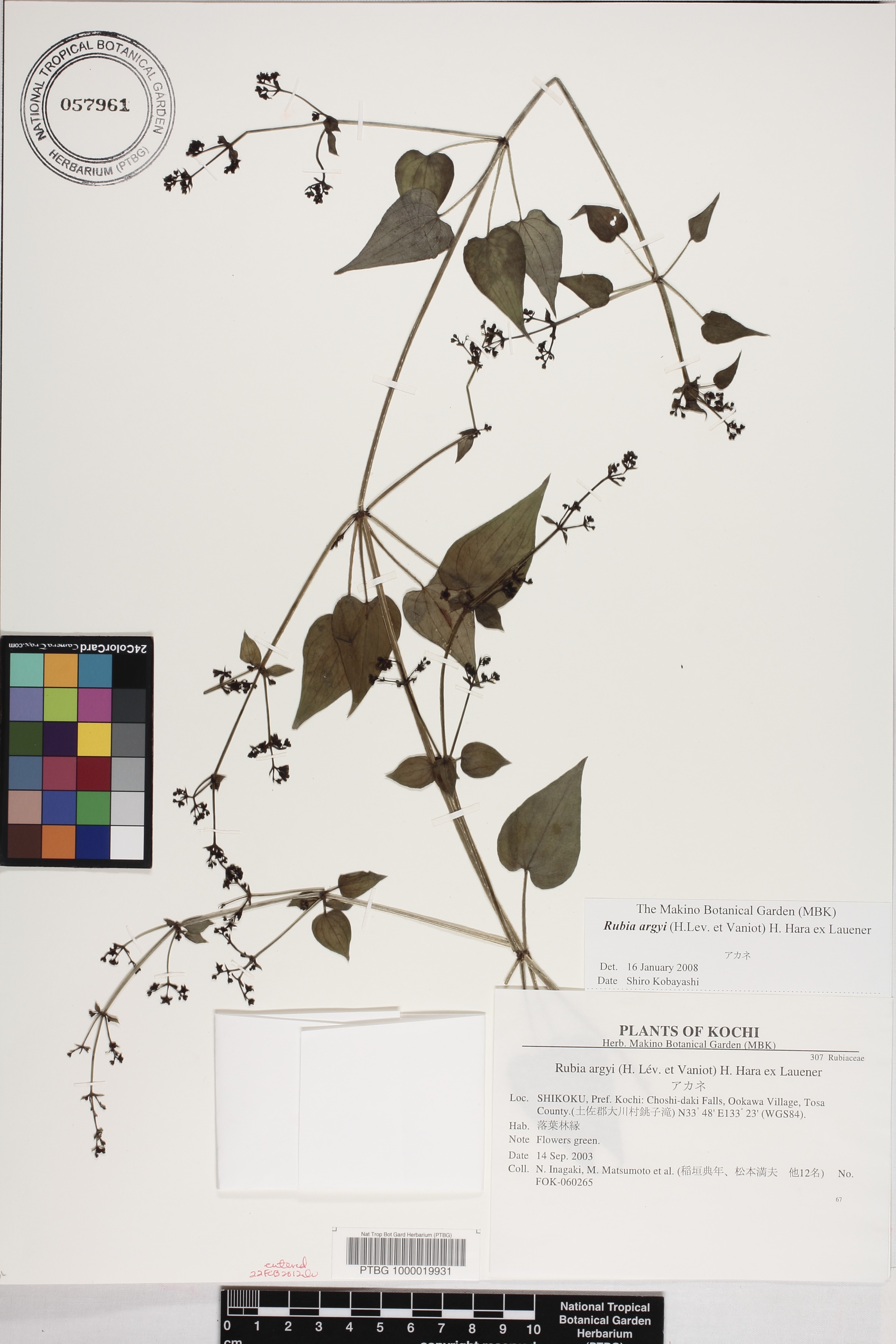 Rubia argyi image
