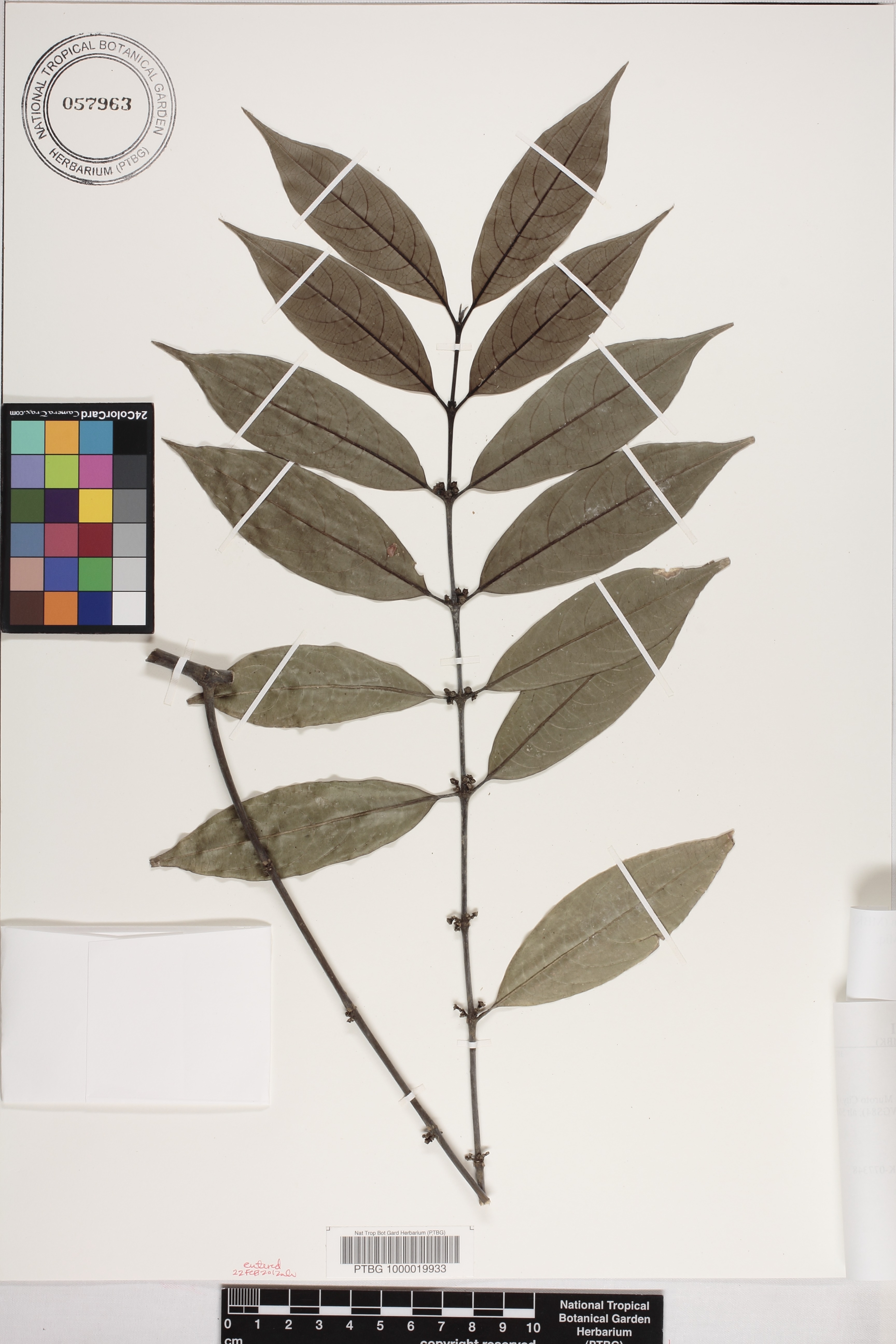 Lasianthus image