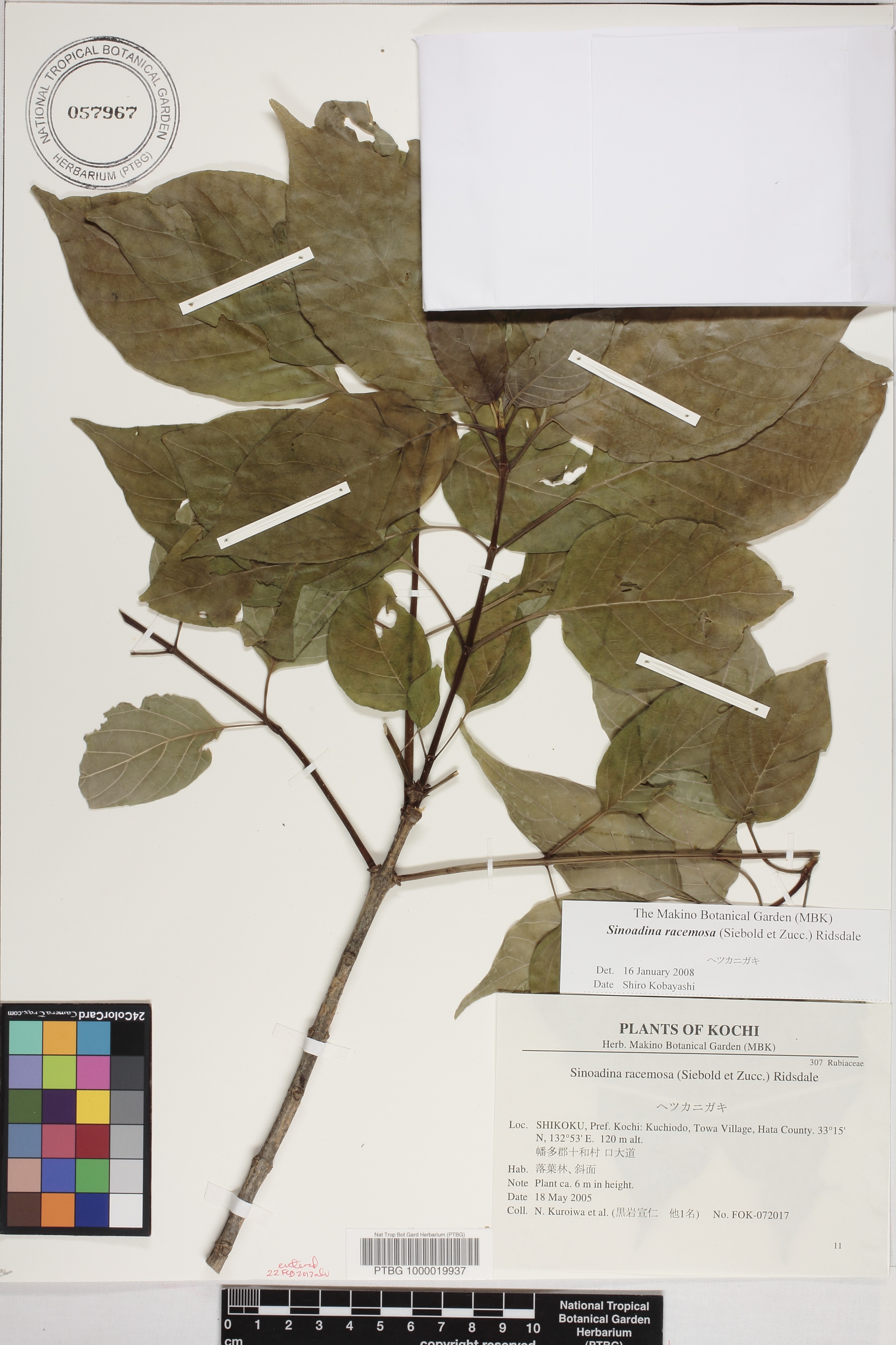 Sinoadina racemosa image