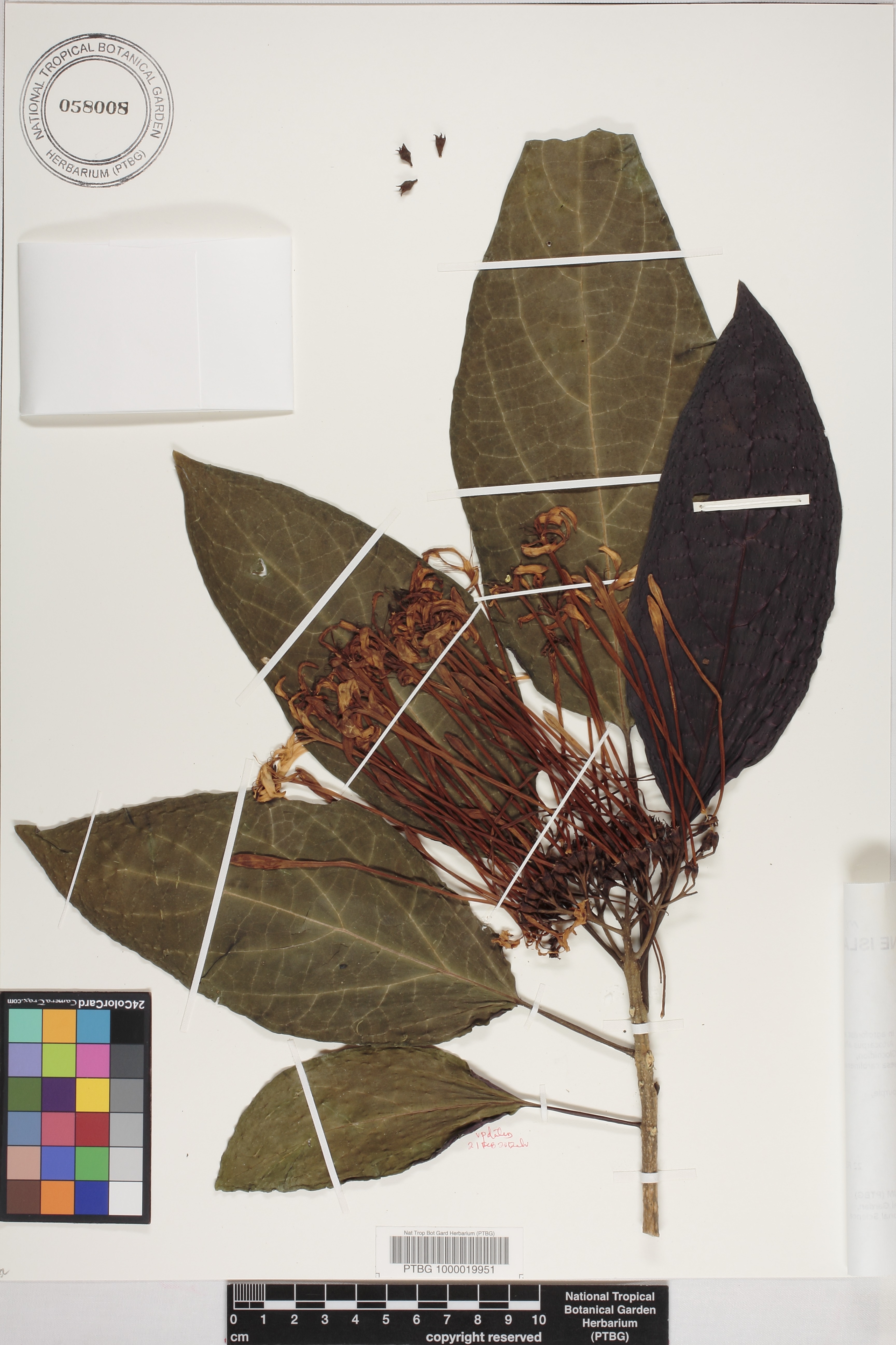 Clerodendrum quadriloculare image