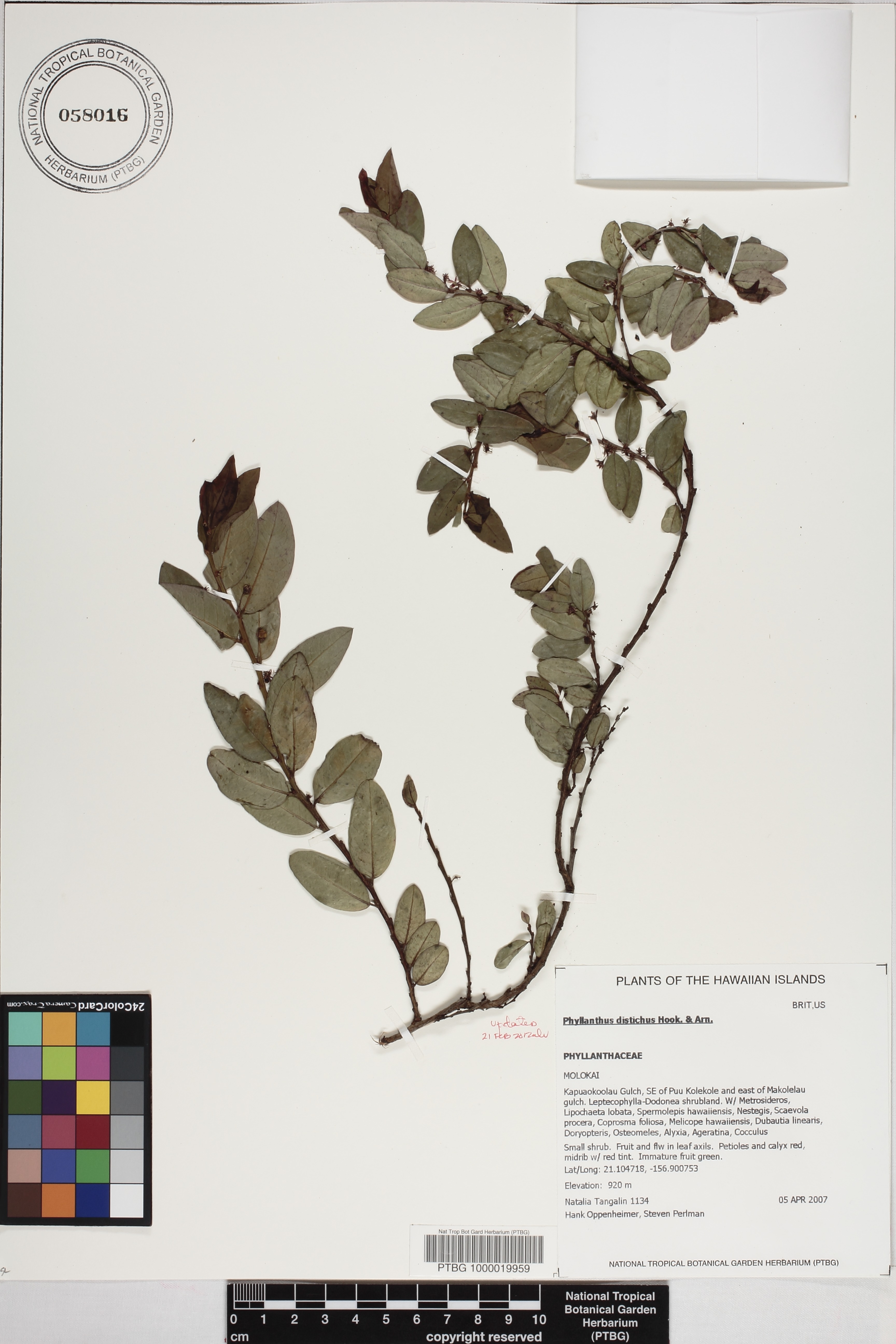 Phyllanthus distichus image