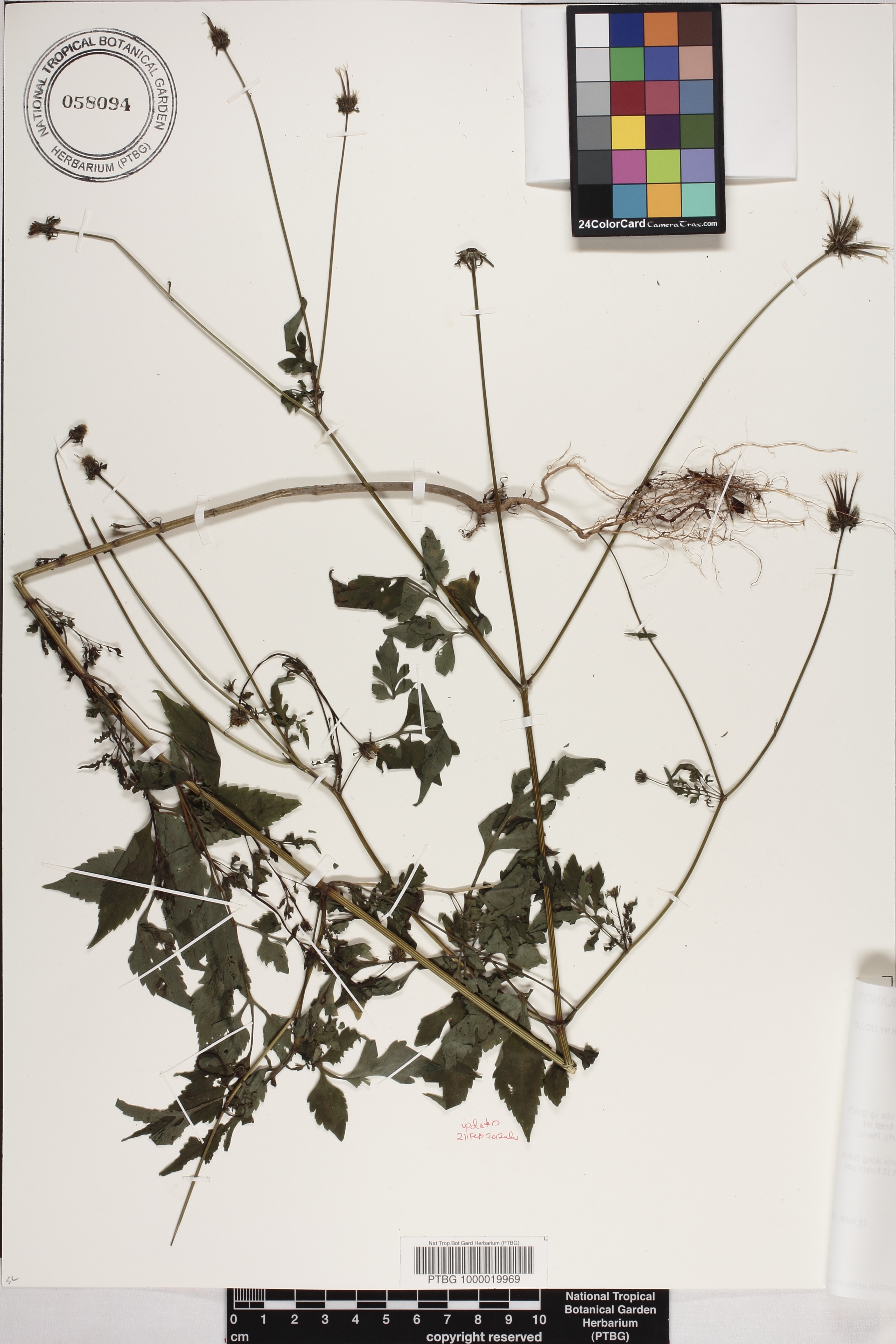 Bidens cynapiifolia image