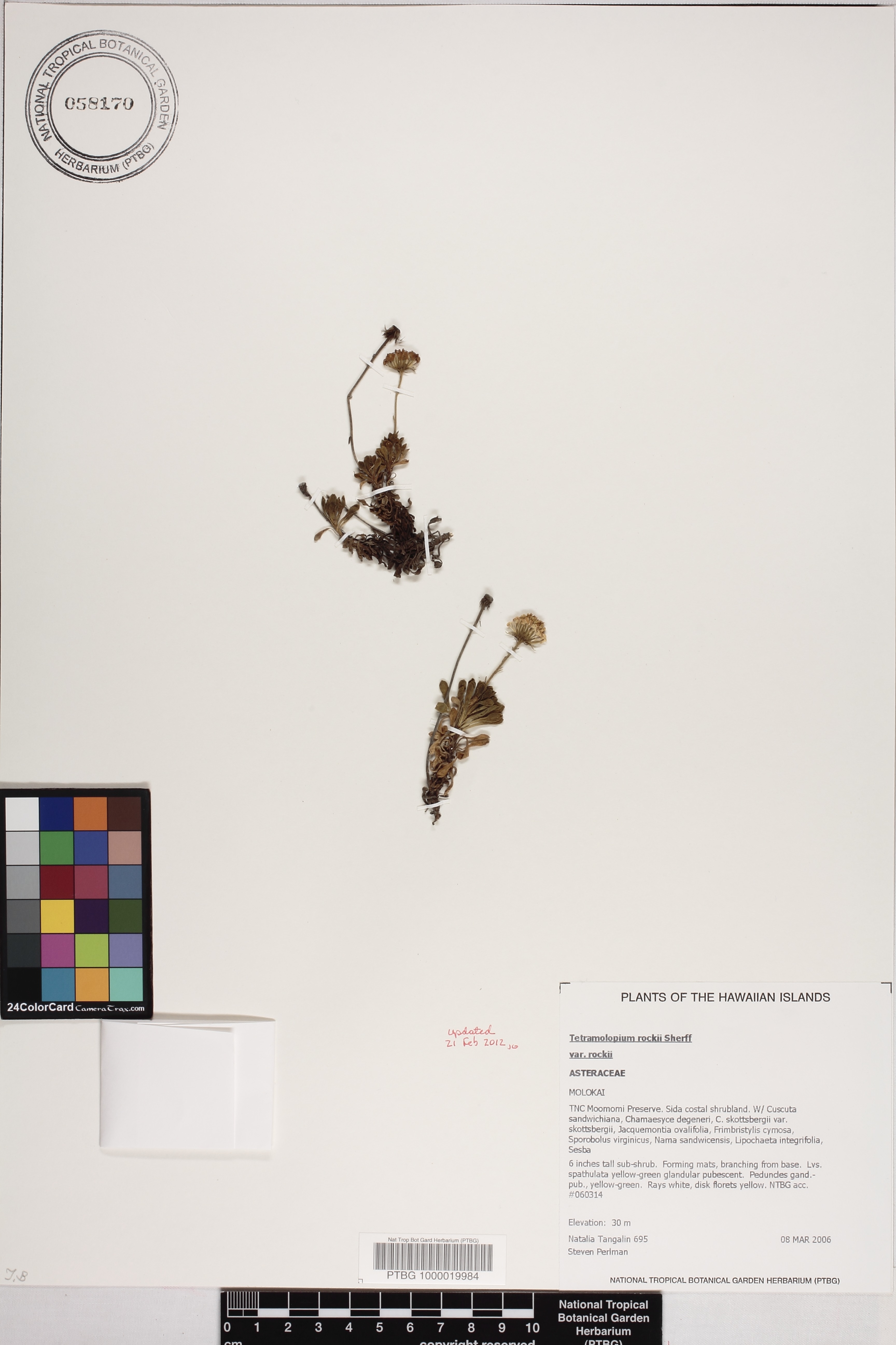 Tetramolopium rockii var. rockii image