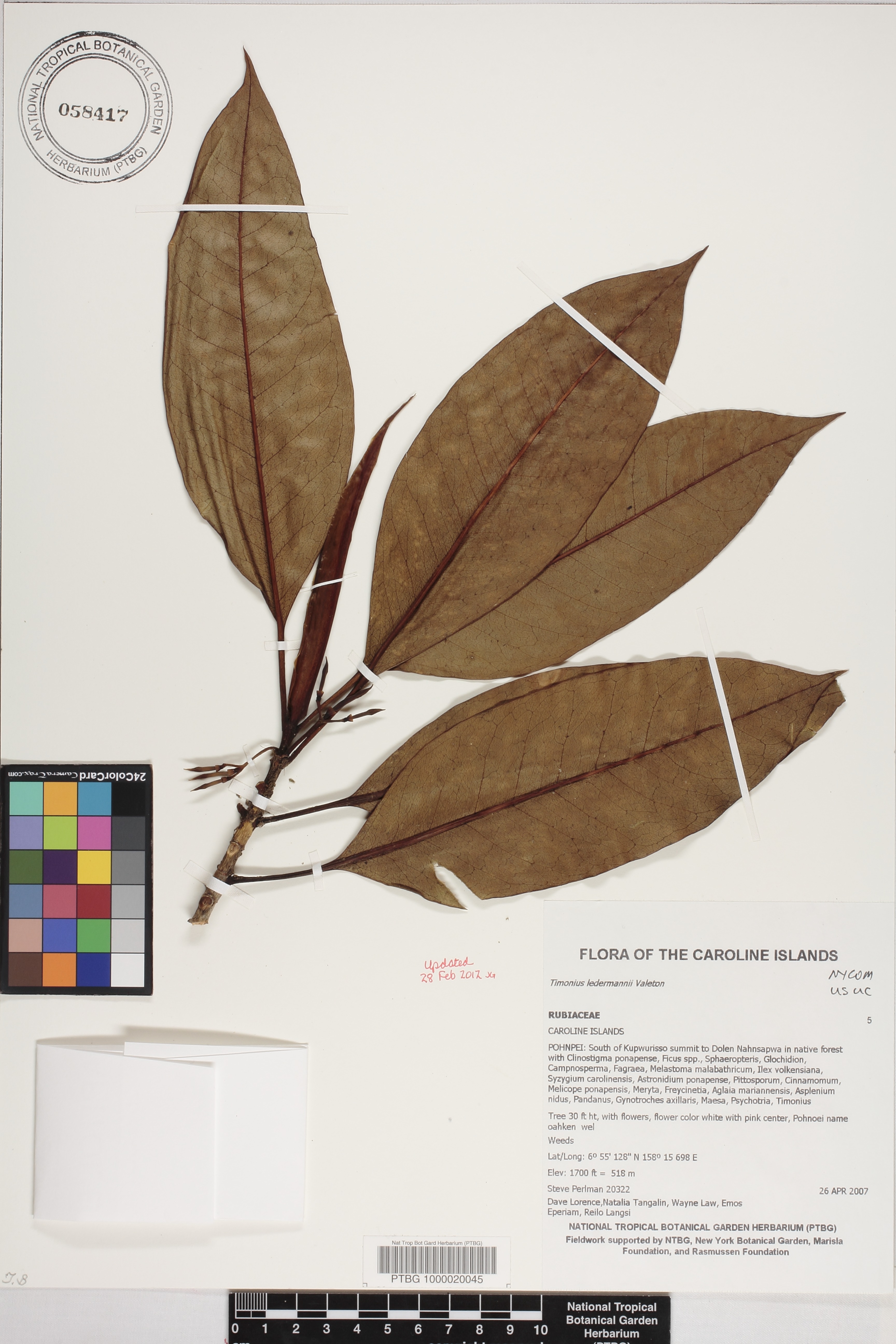Timonius ledermannii image