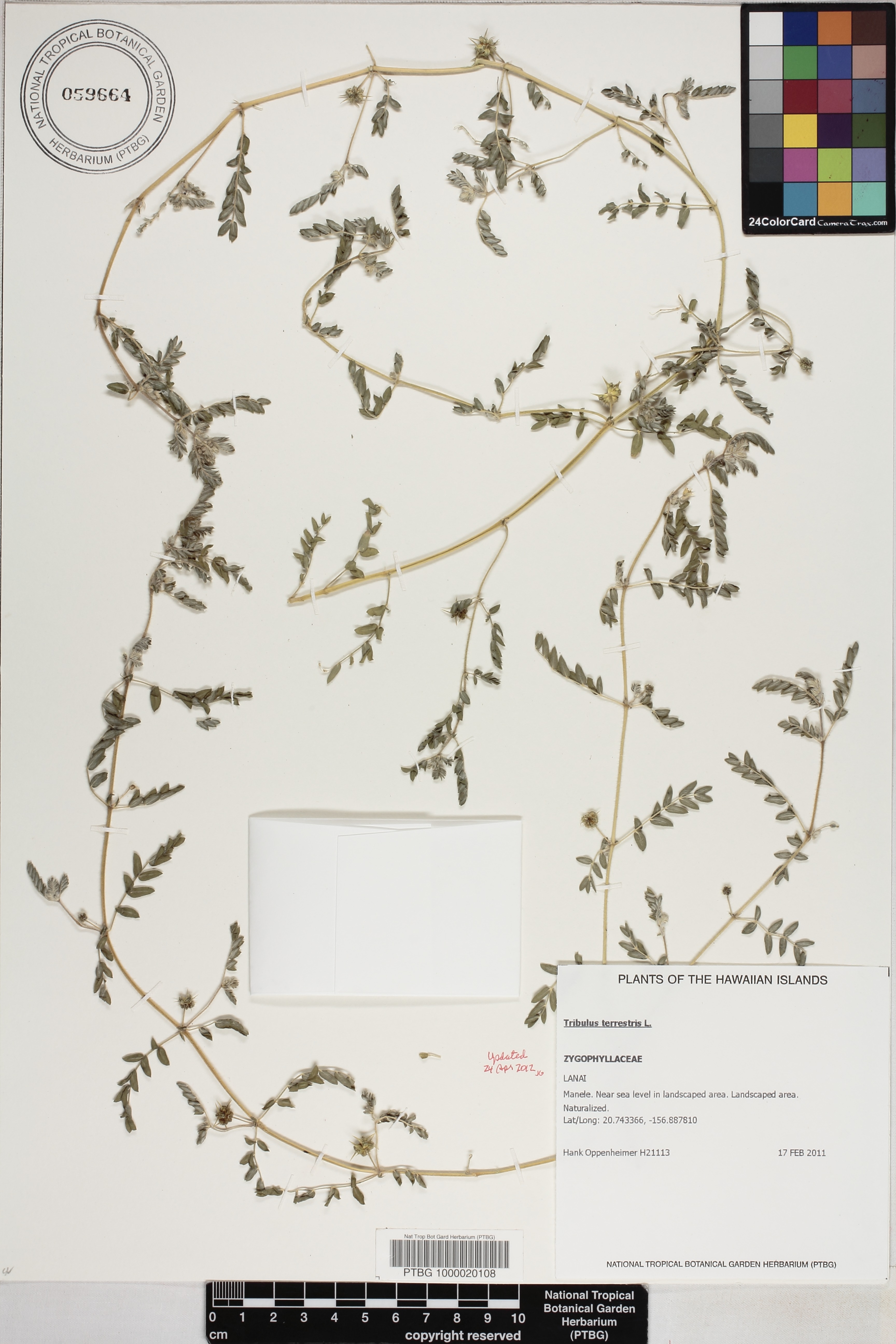 Tribulus terrestris image