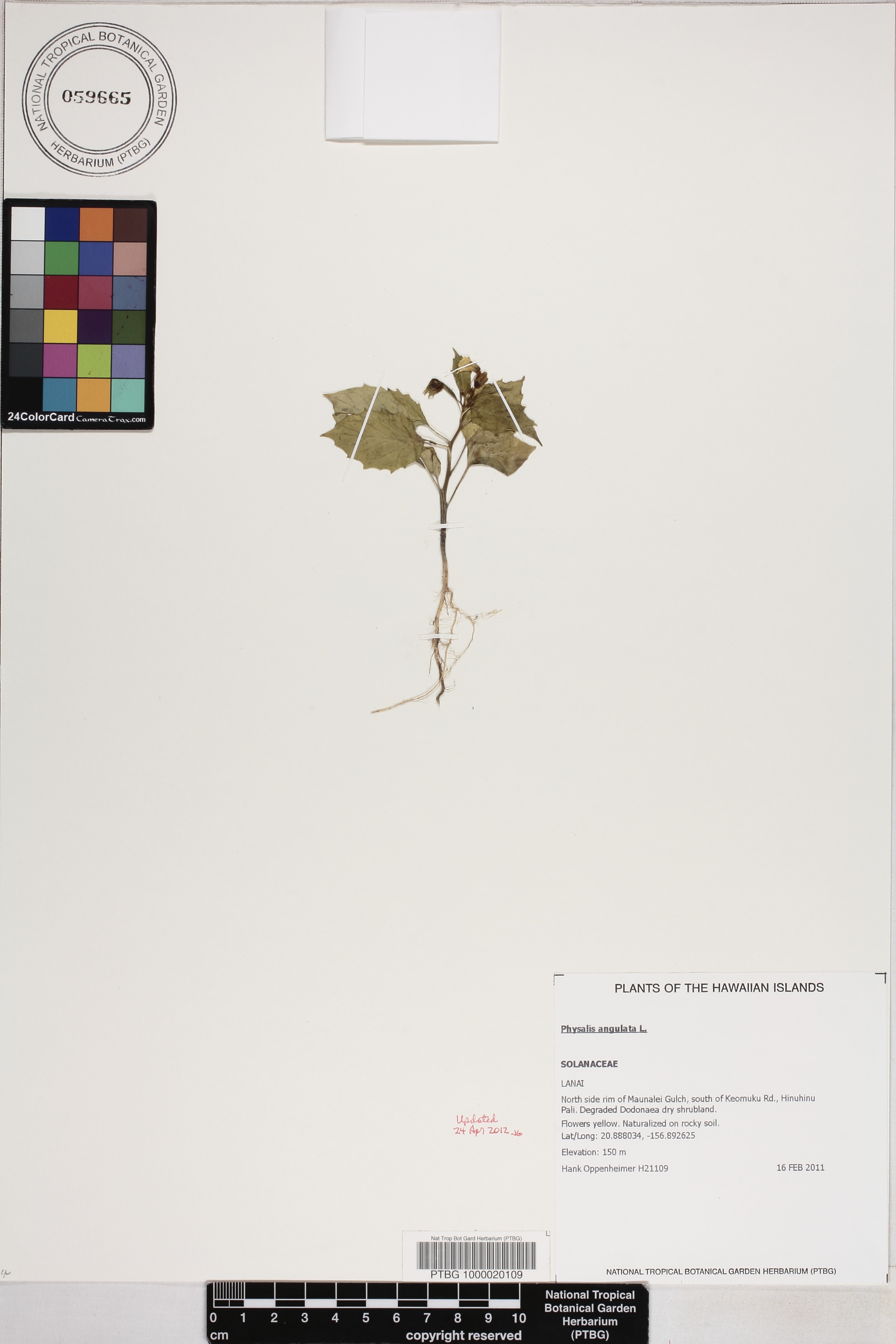 Physalis angulata image