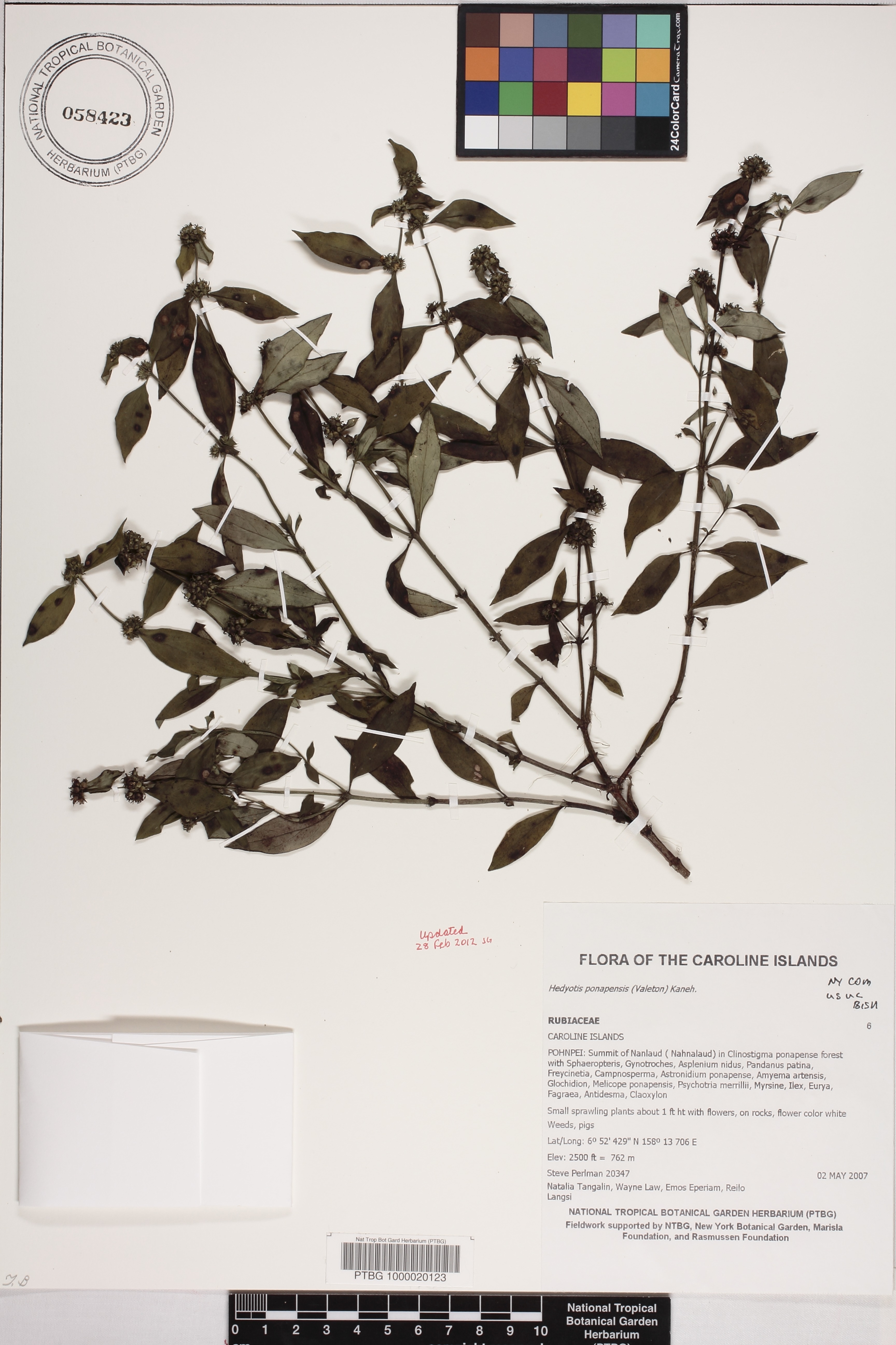 Hedyotis ponapensis image