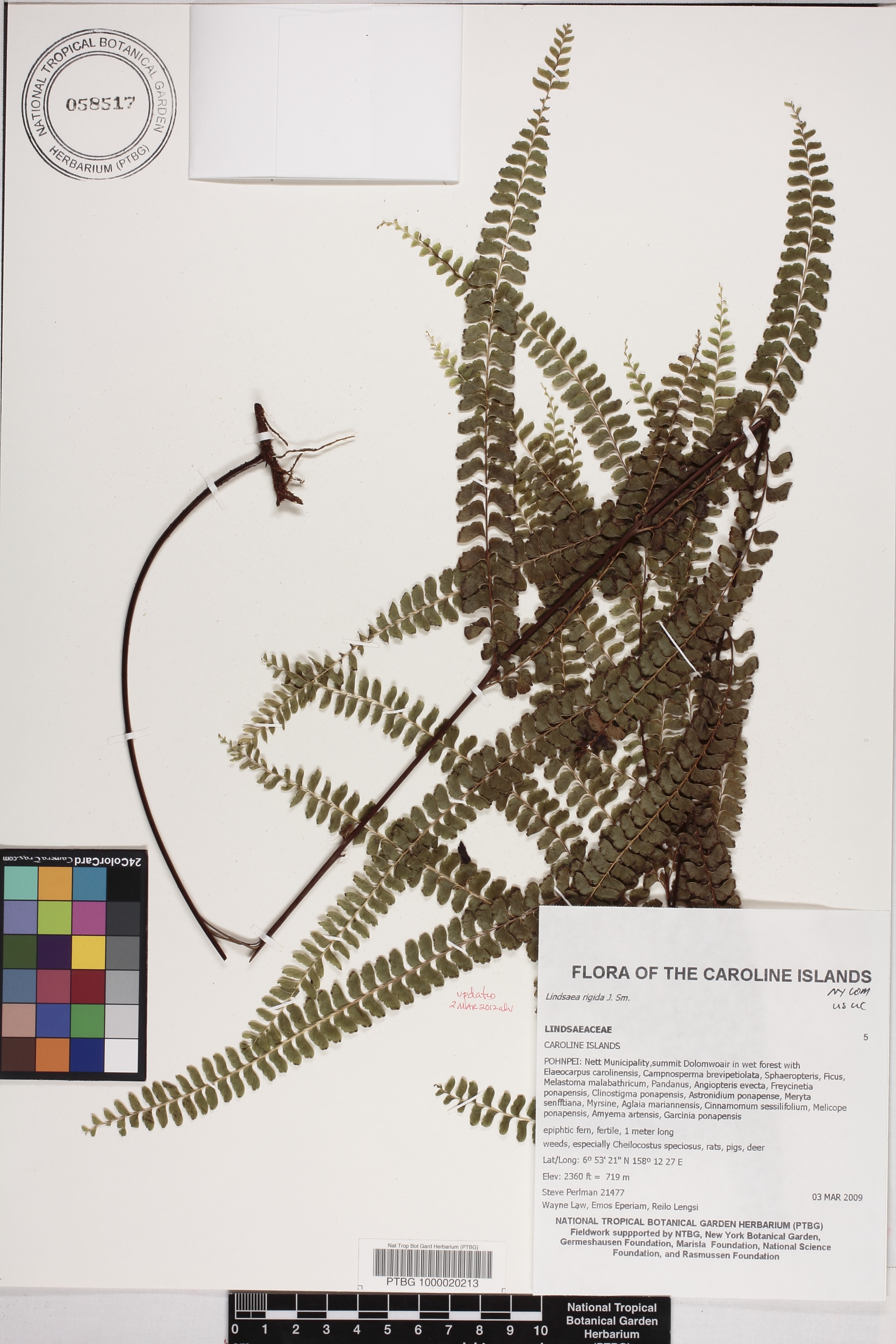 Lindsaea image