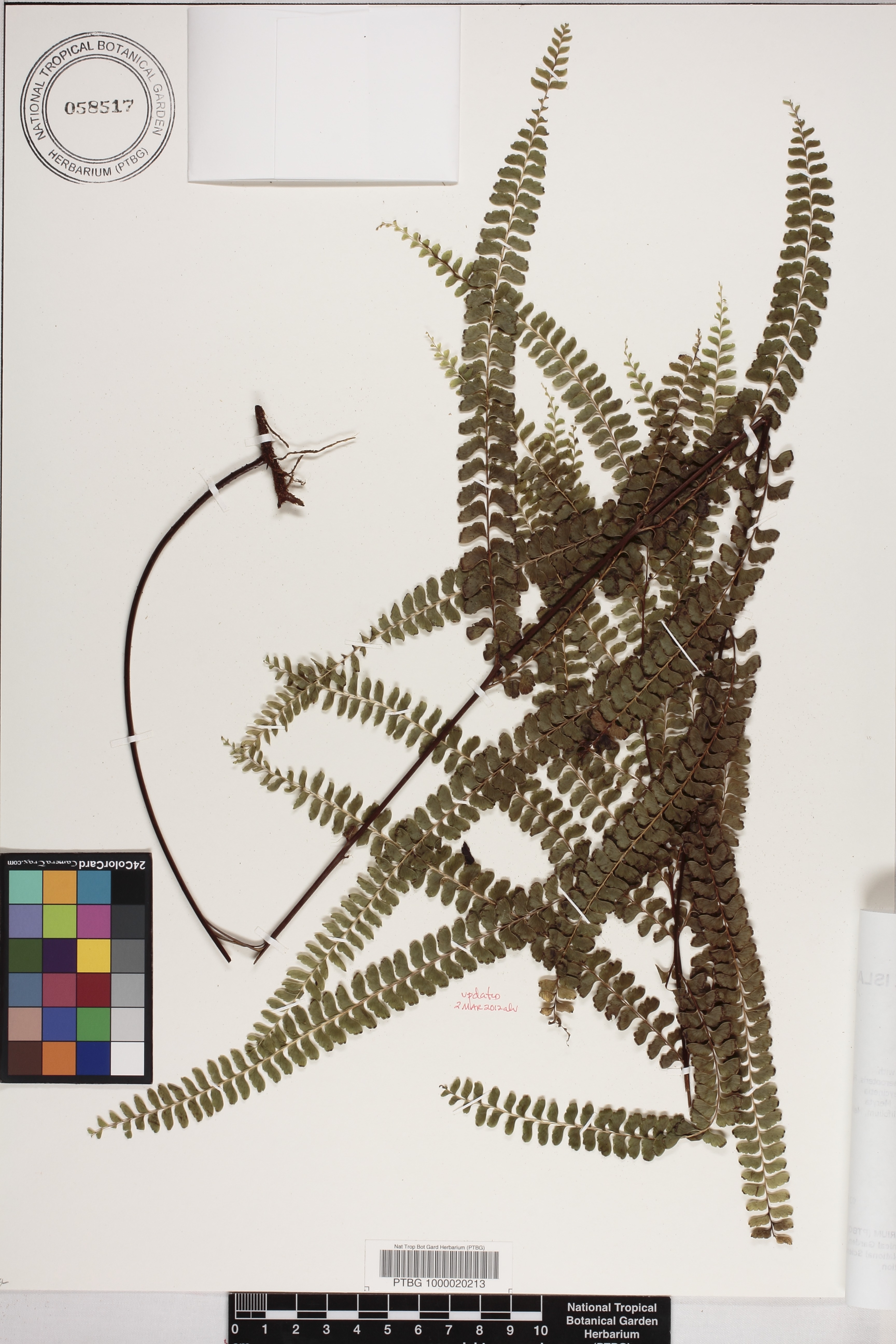 Lindsaea image