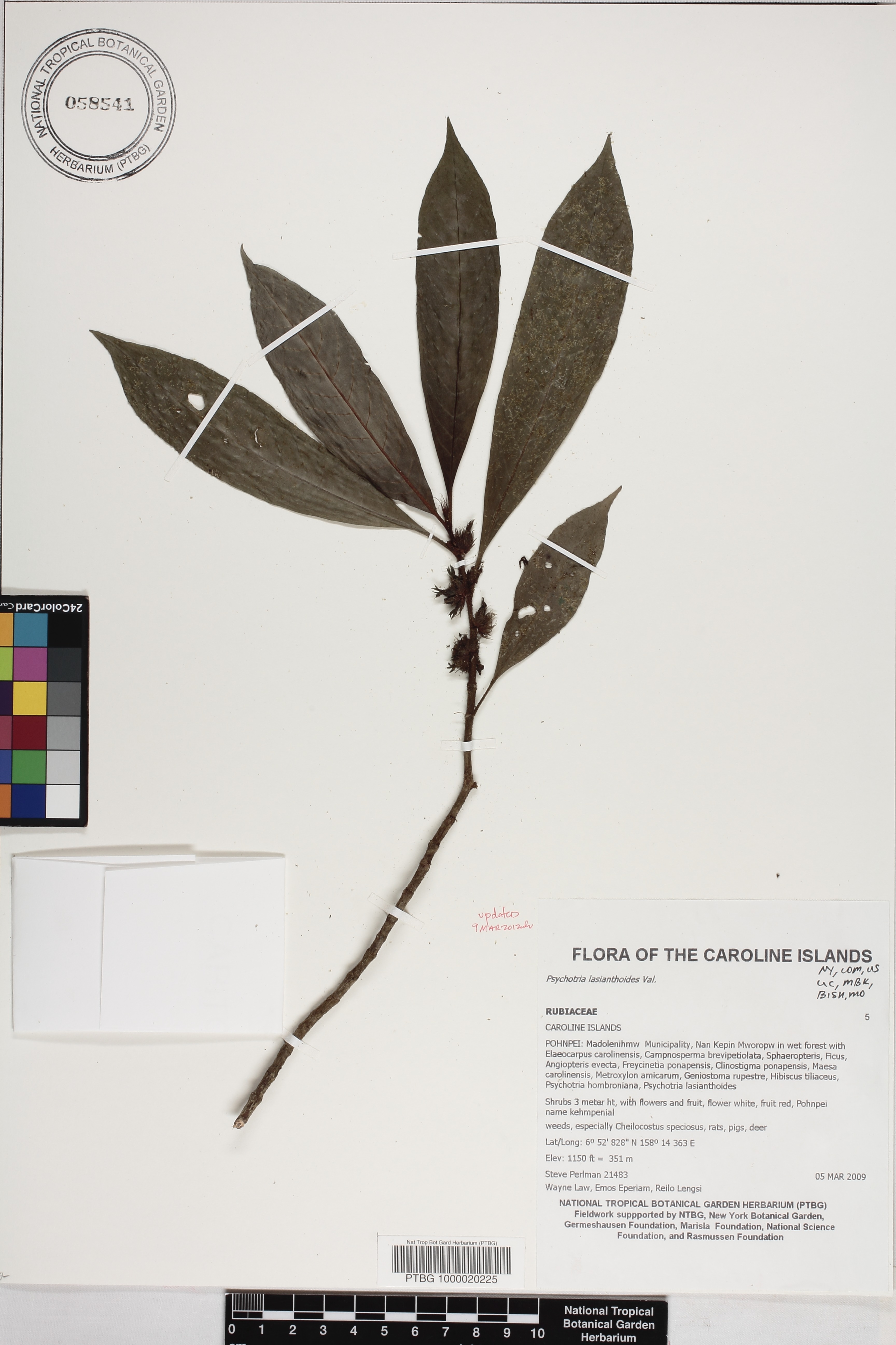 Psychotria lasianthoides image
