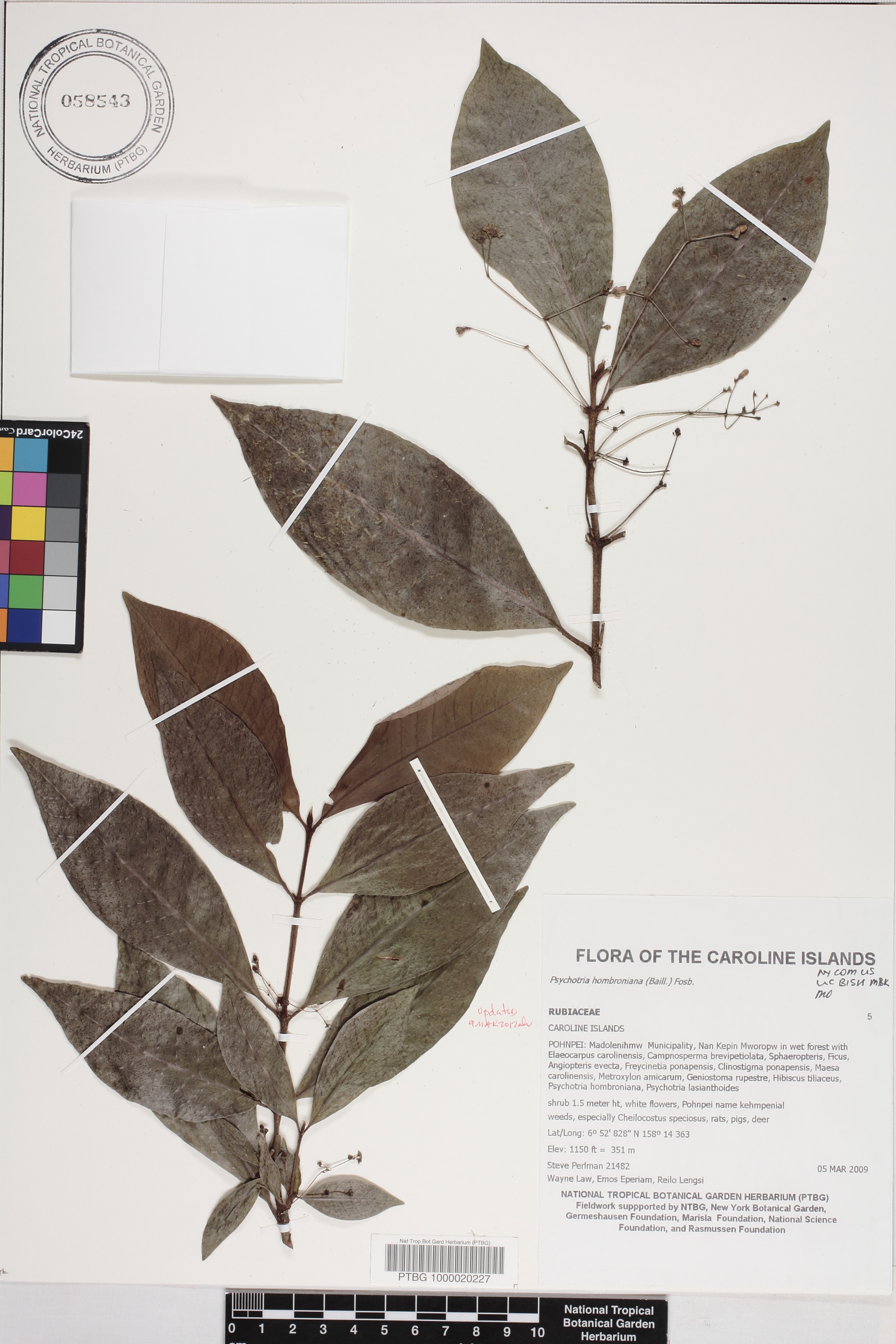 Psychotria hombroniana image