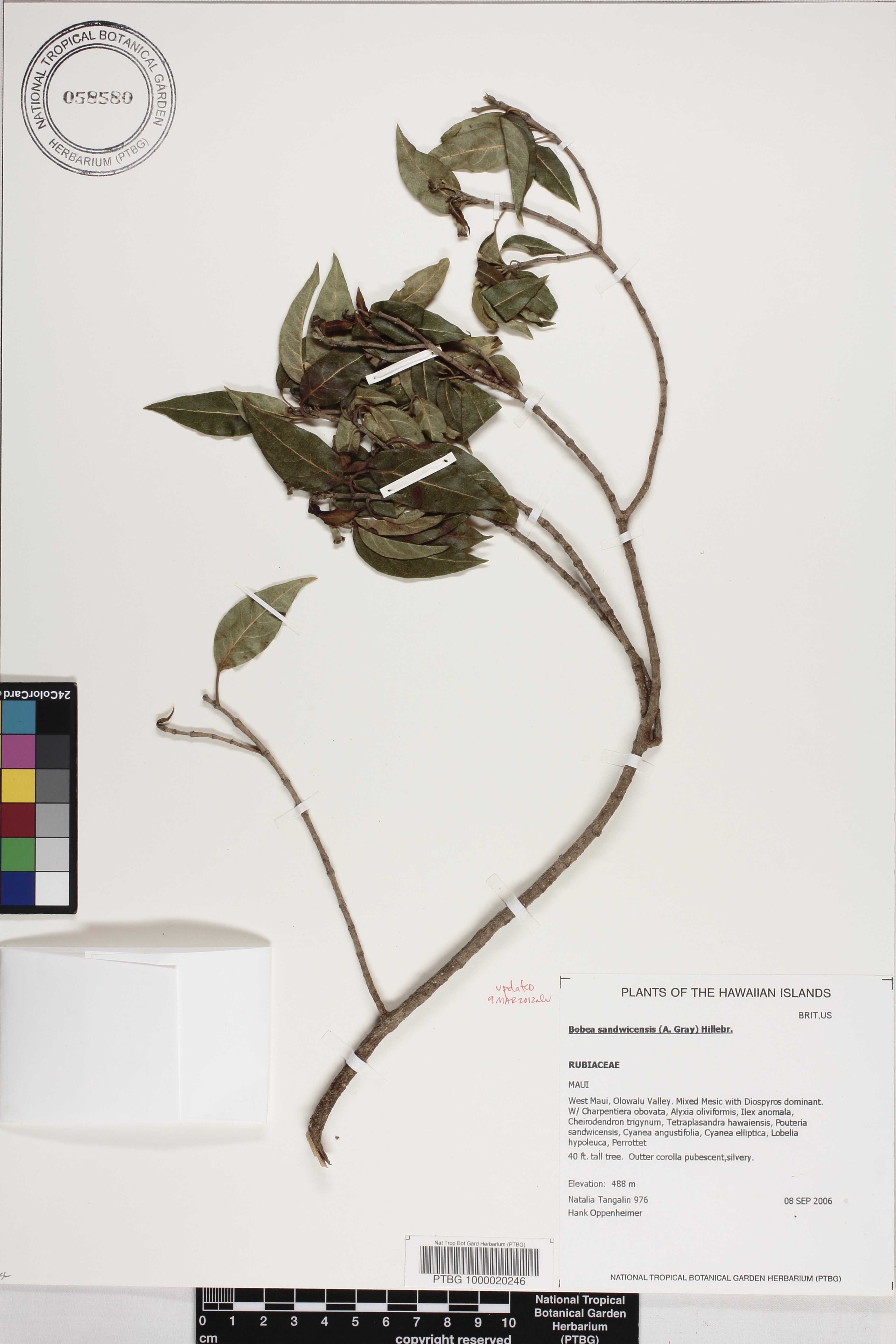 Bobea image