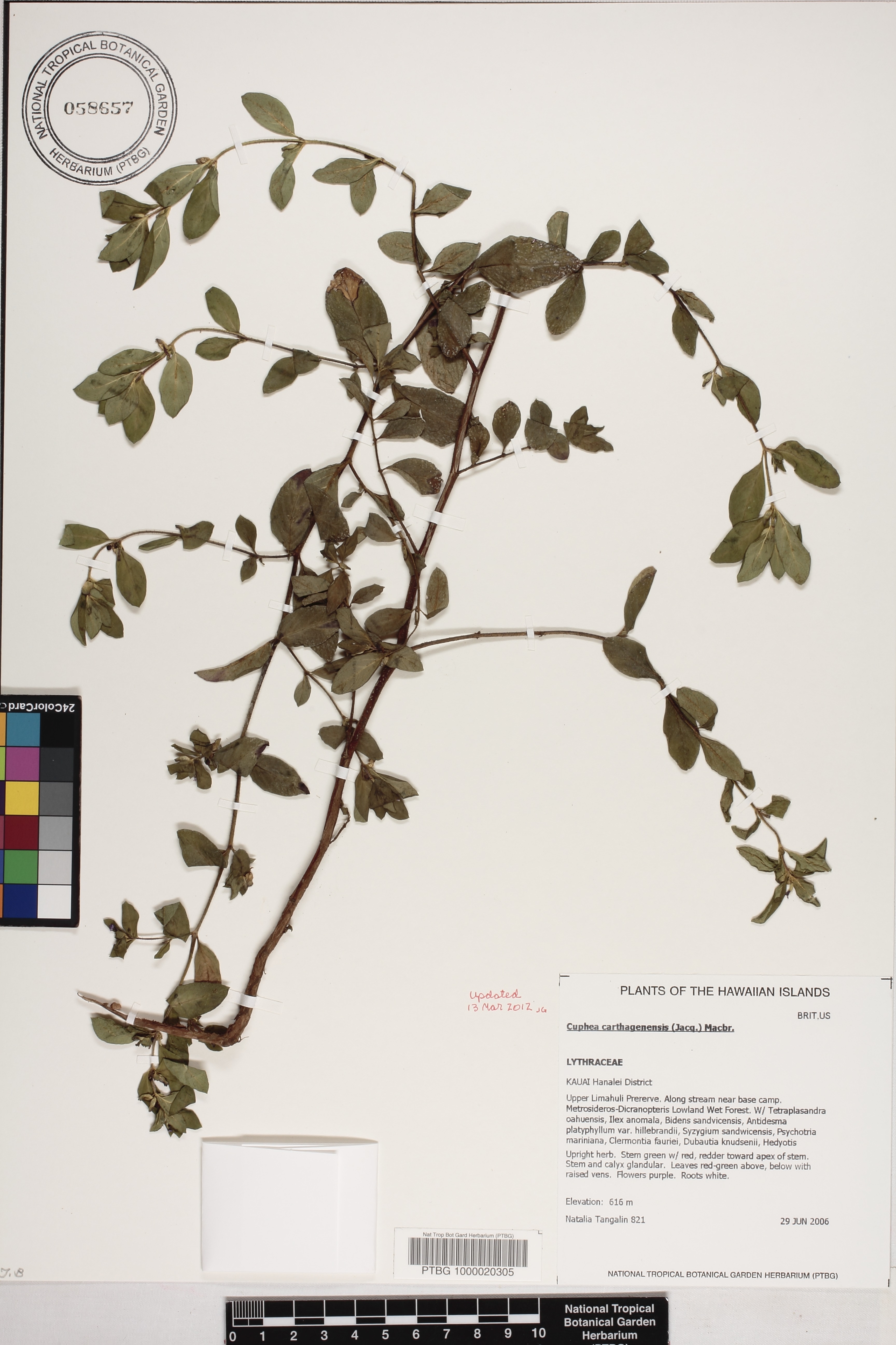 Cuphea carthagenensis image