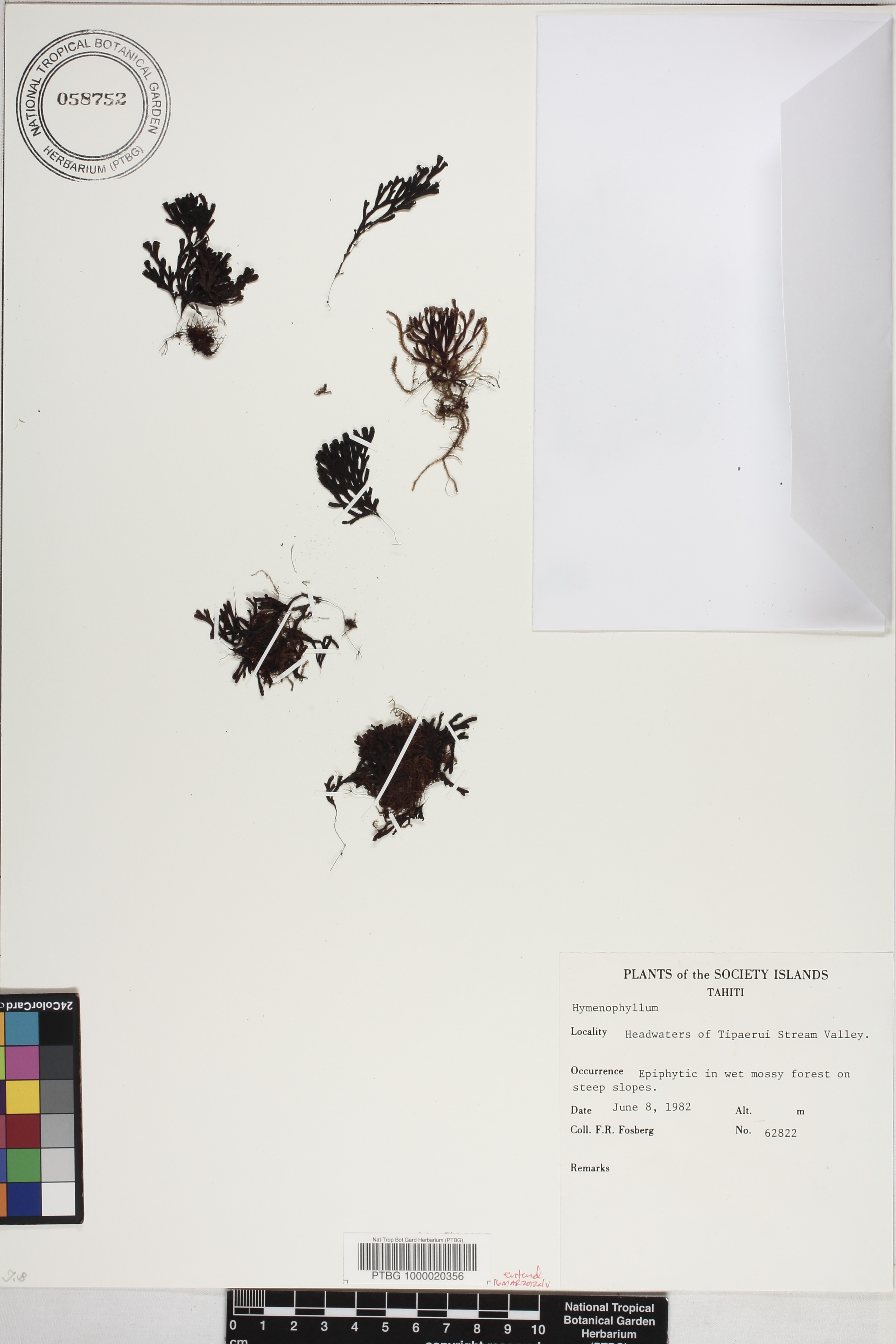 Hymenophyllum digitatum image