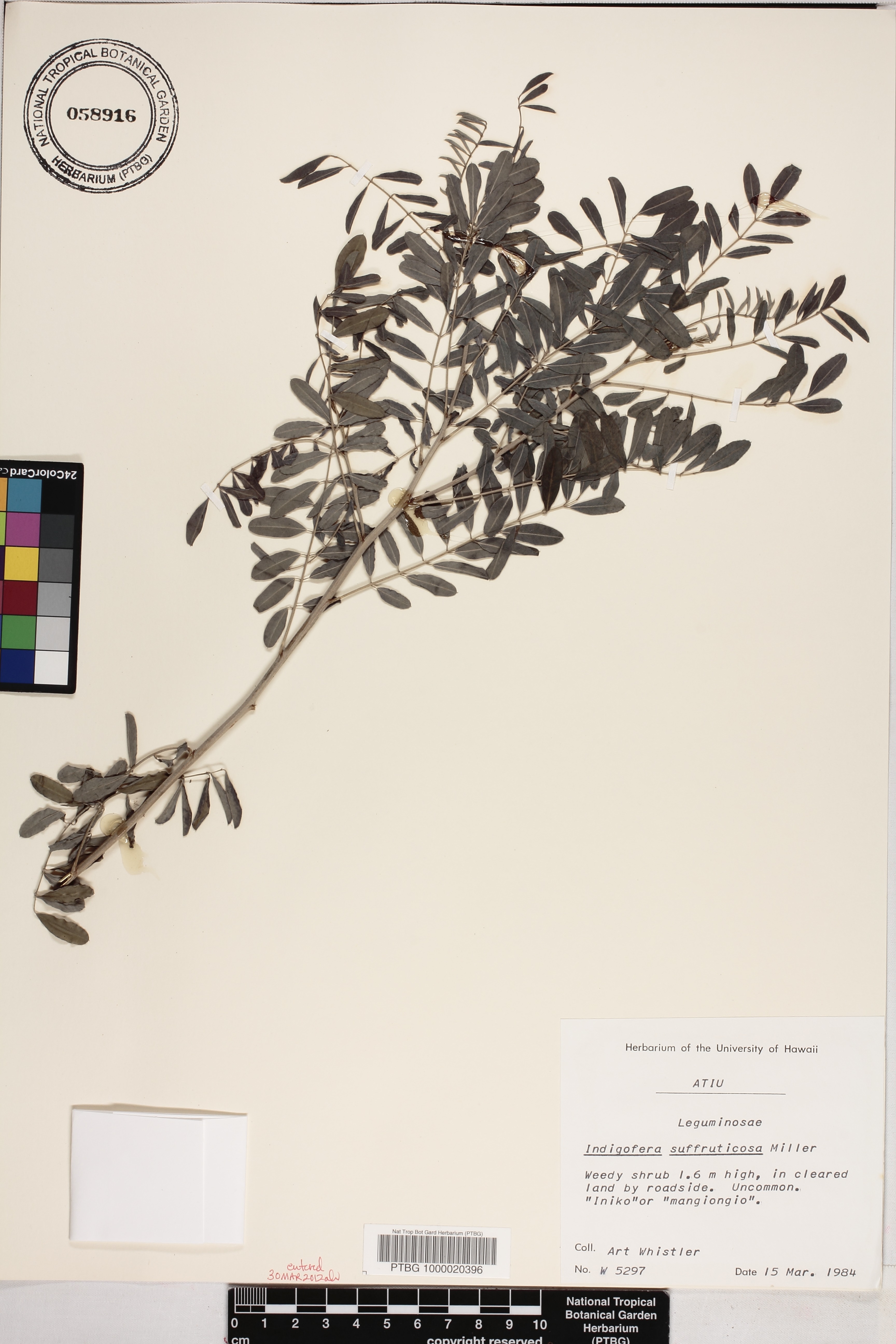 Indigofera image