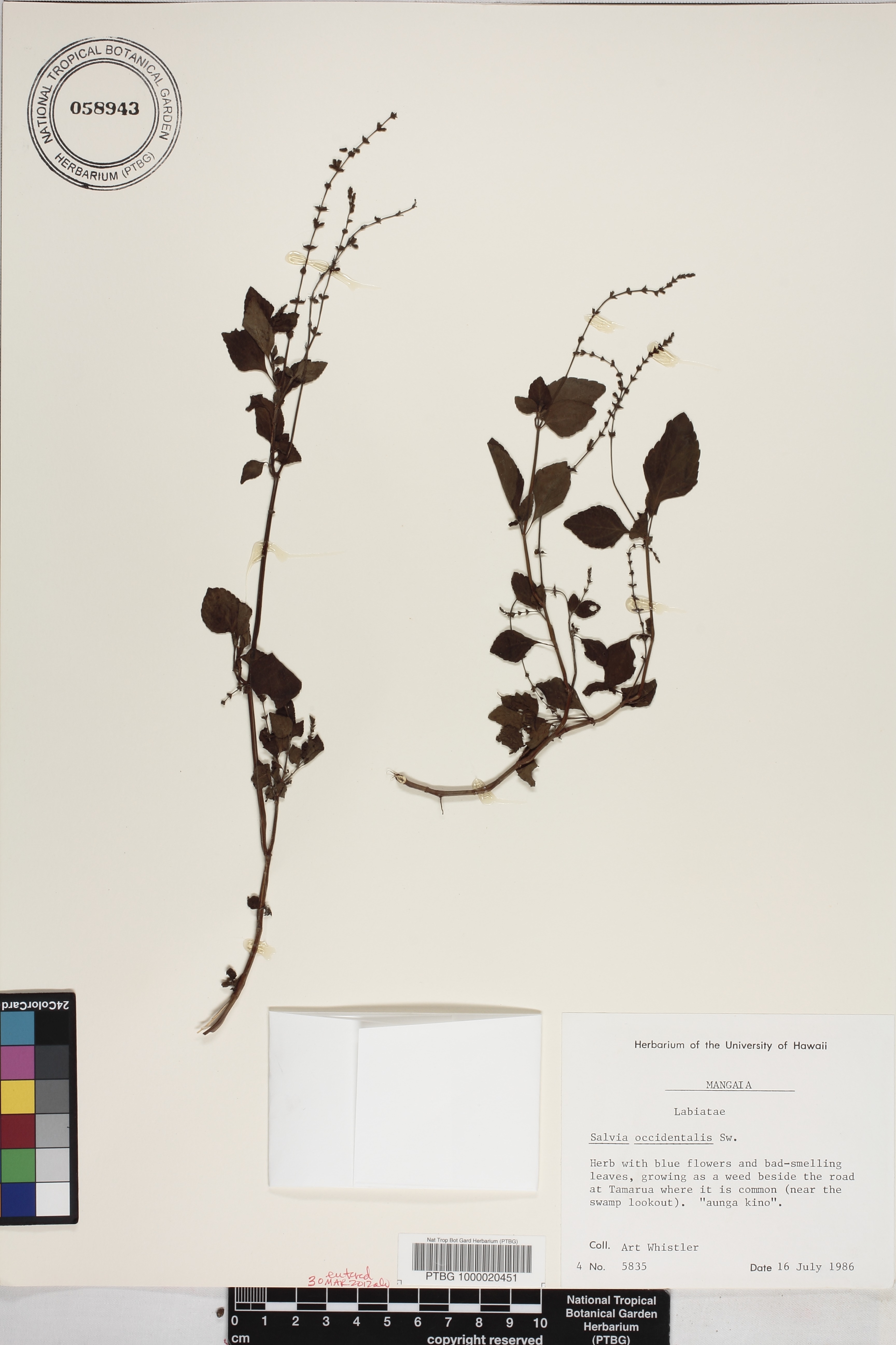 Salvia image