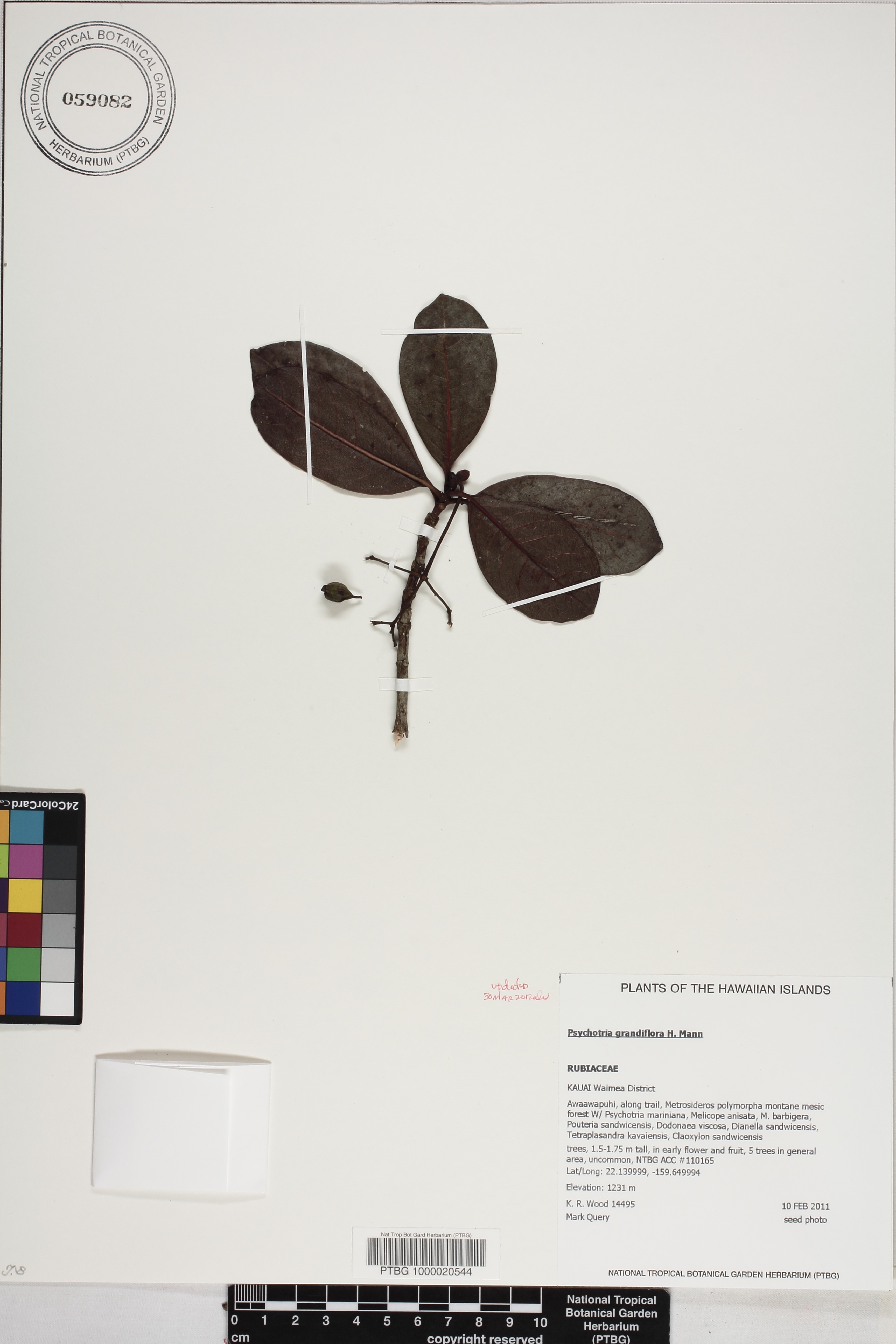 Psychotria grandiflora image