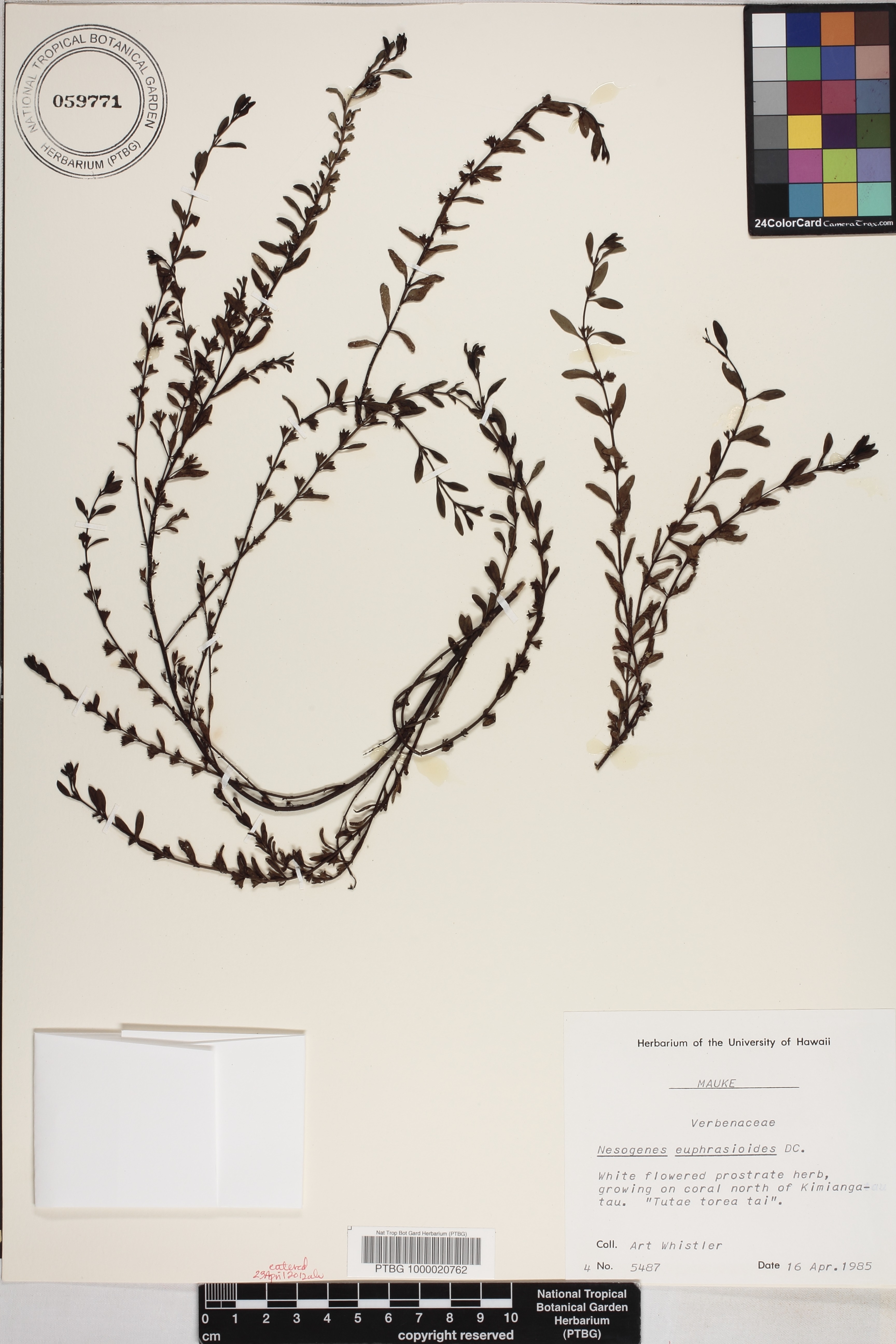 Nesogenes euphrasioides image