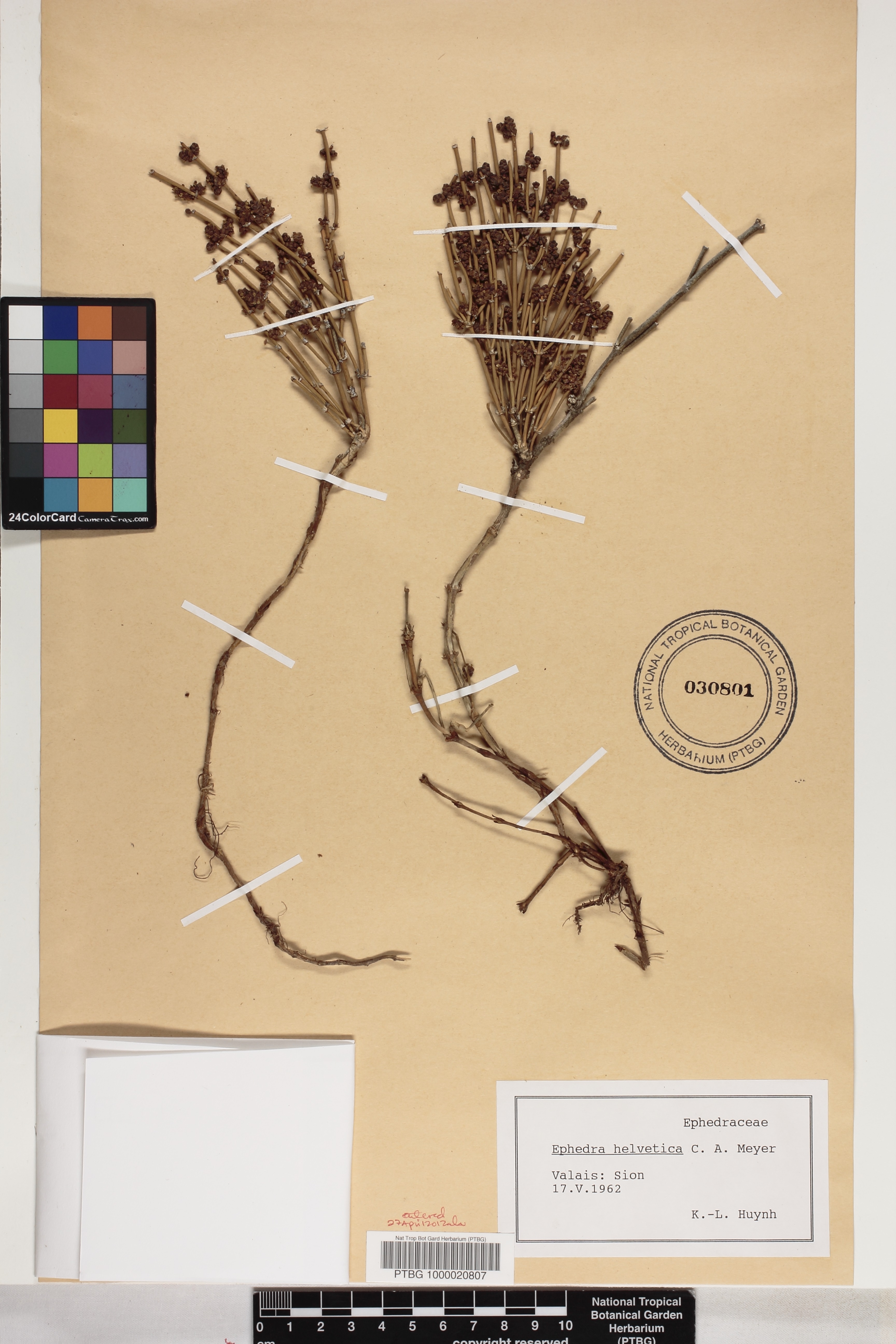 Ephedra distachya image