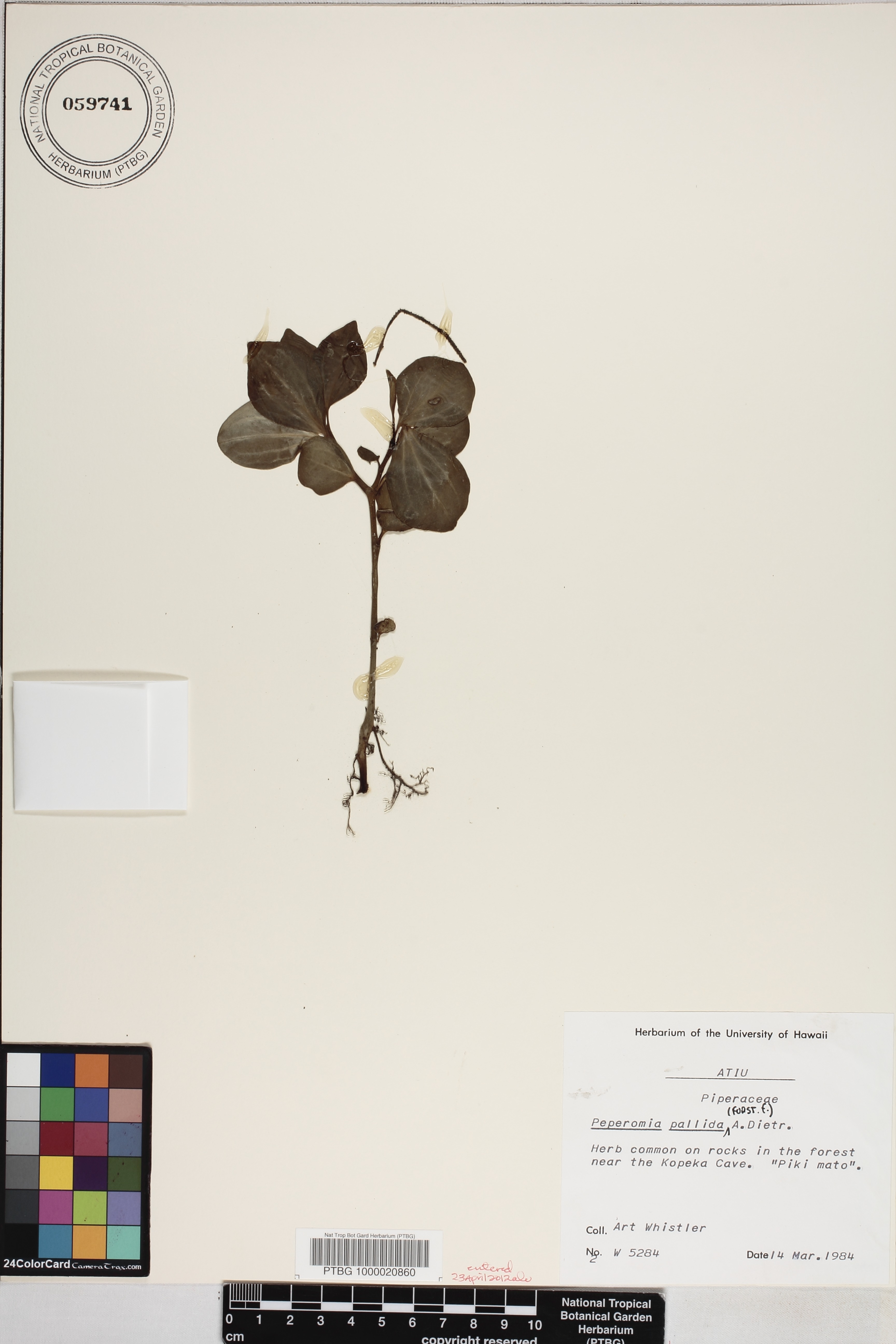 Peperomia pallida image