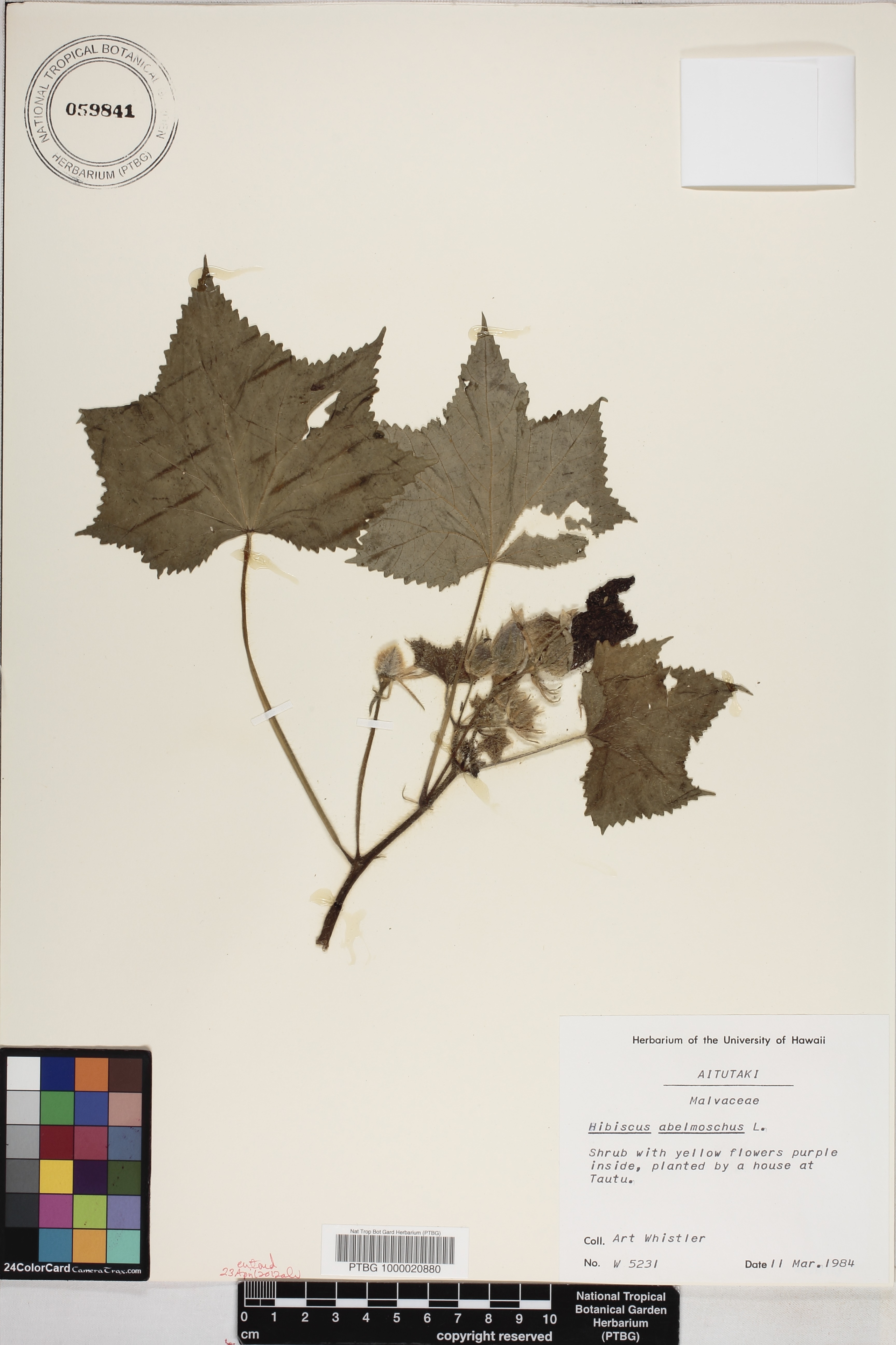 Abelmoschus moschatus image