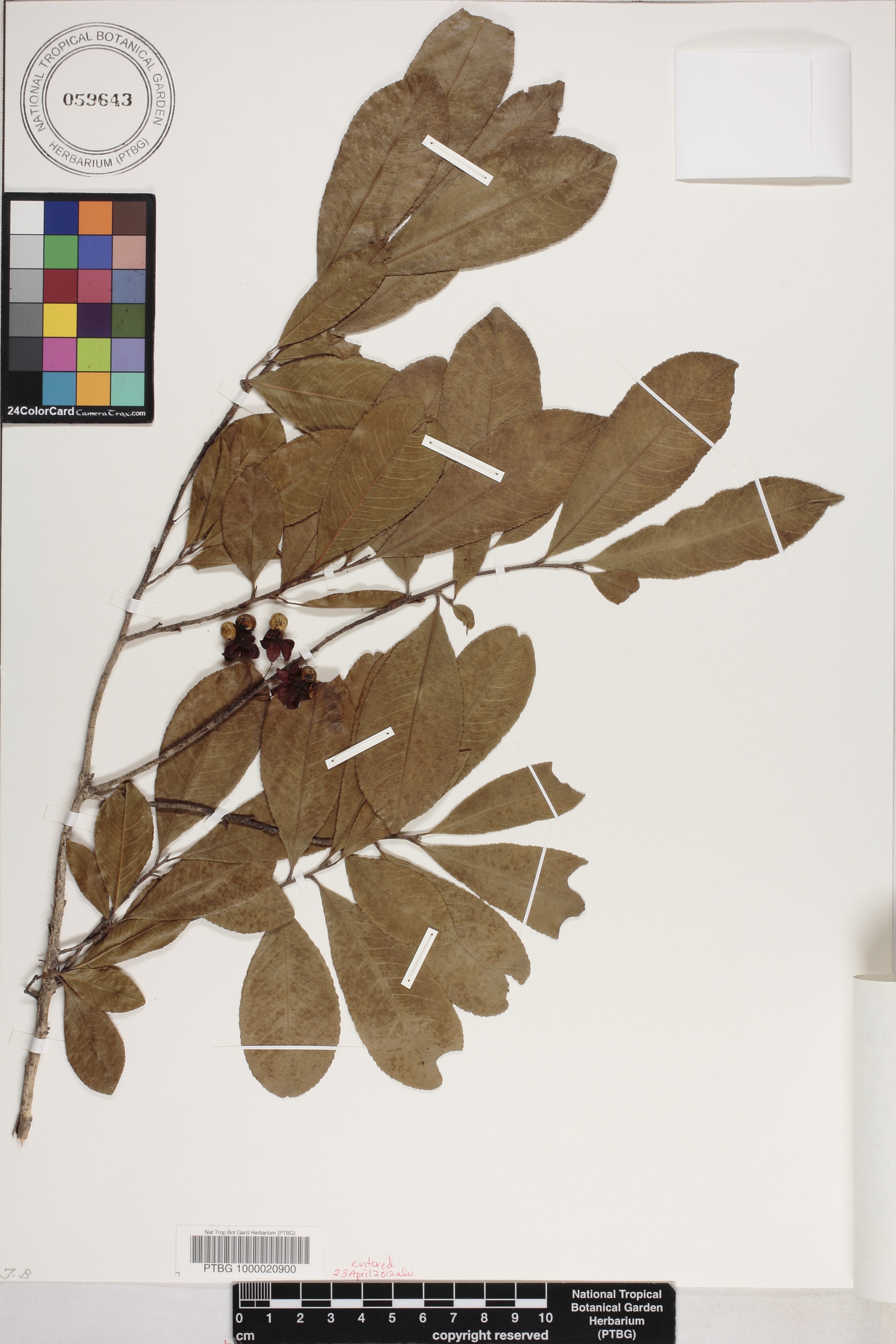Ochna rhizomatosa image