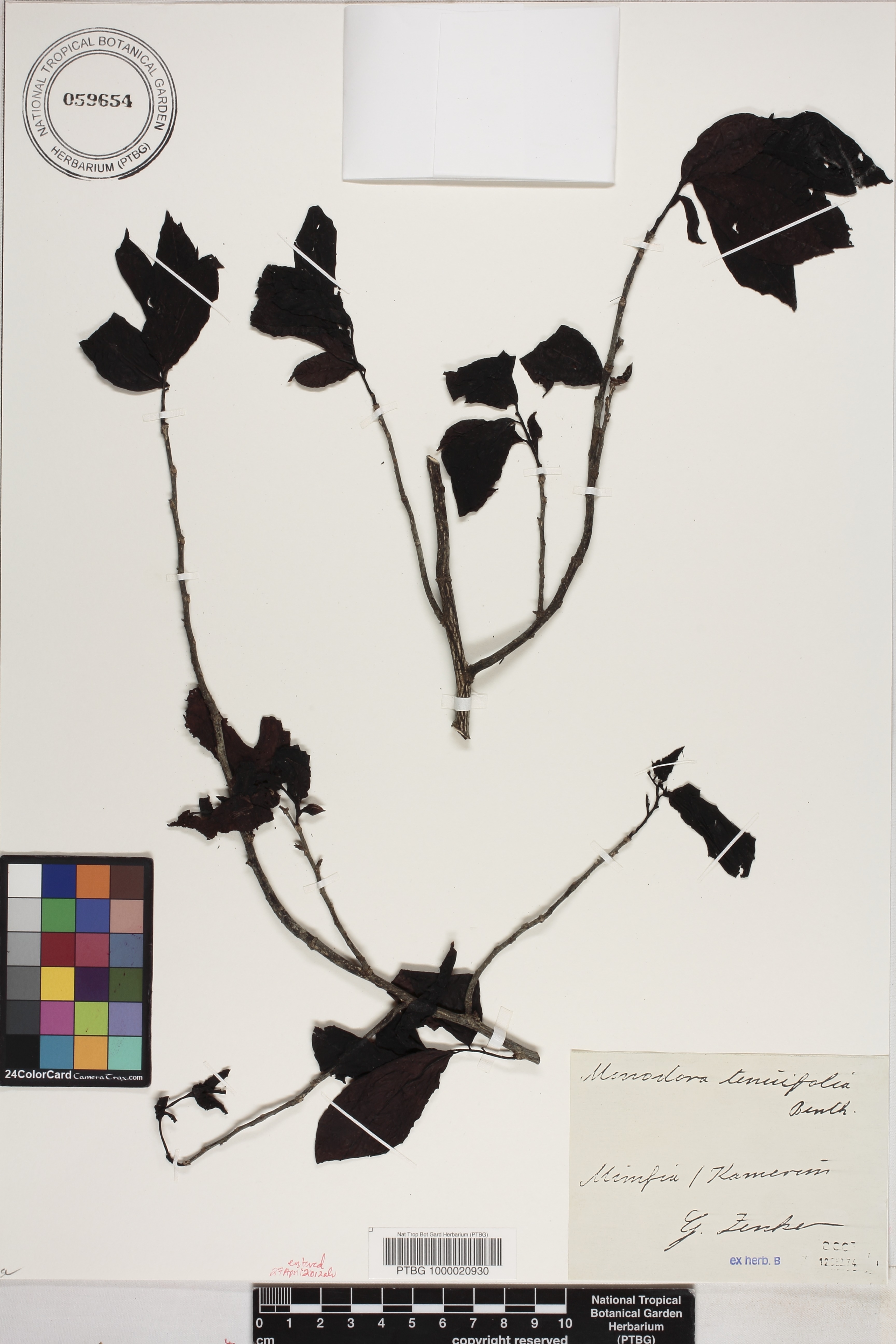 Monodora tenuifolia image