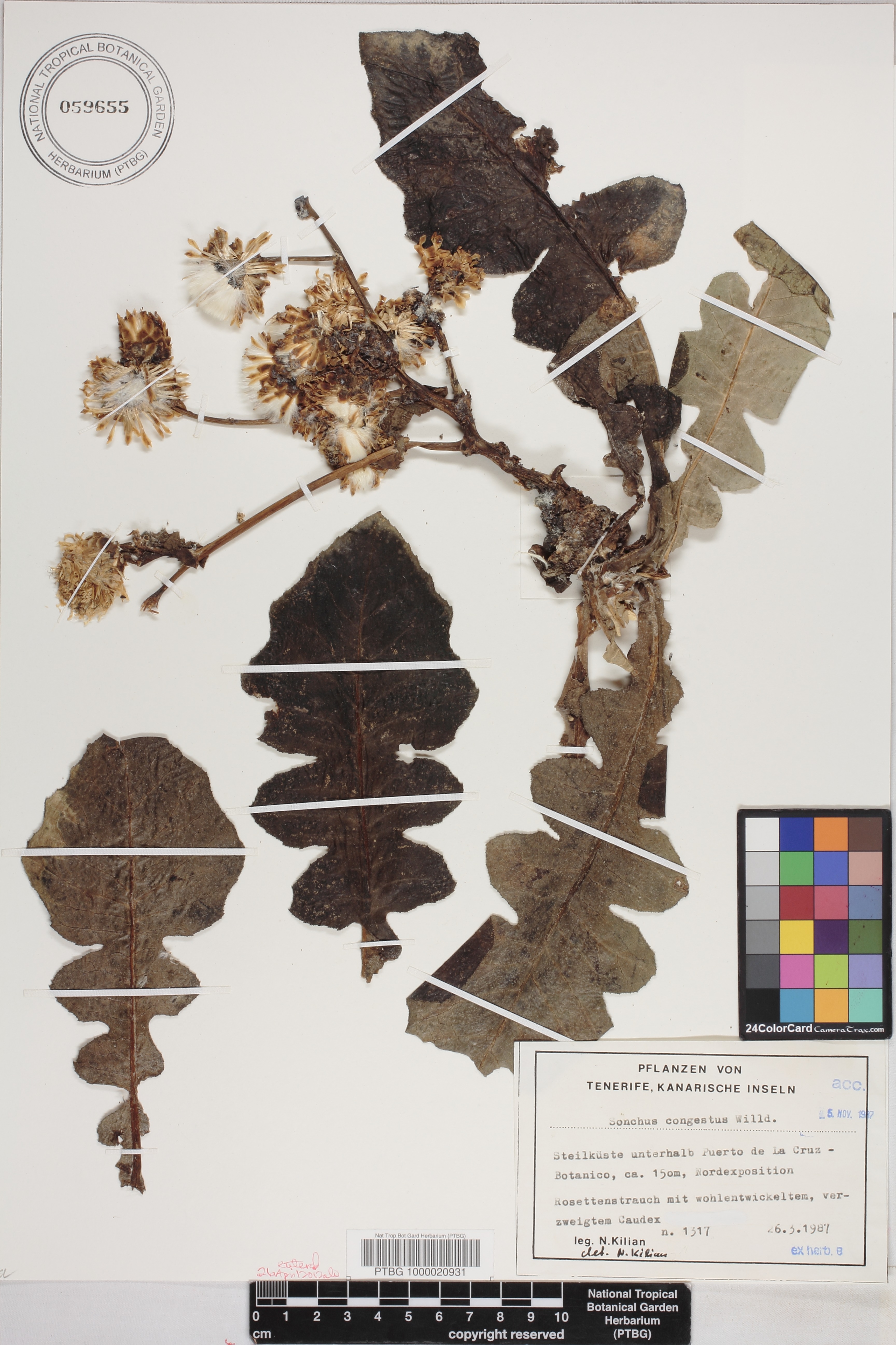Sonchus image
