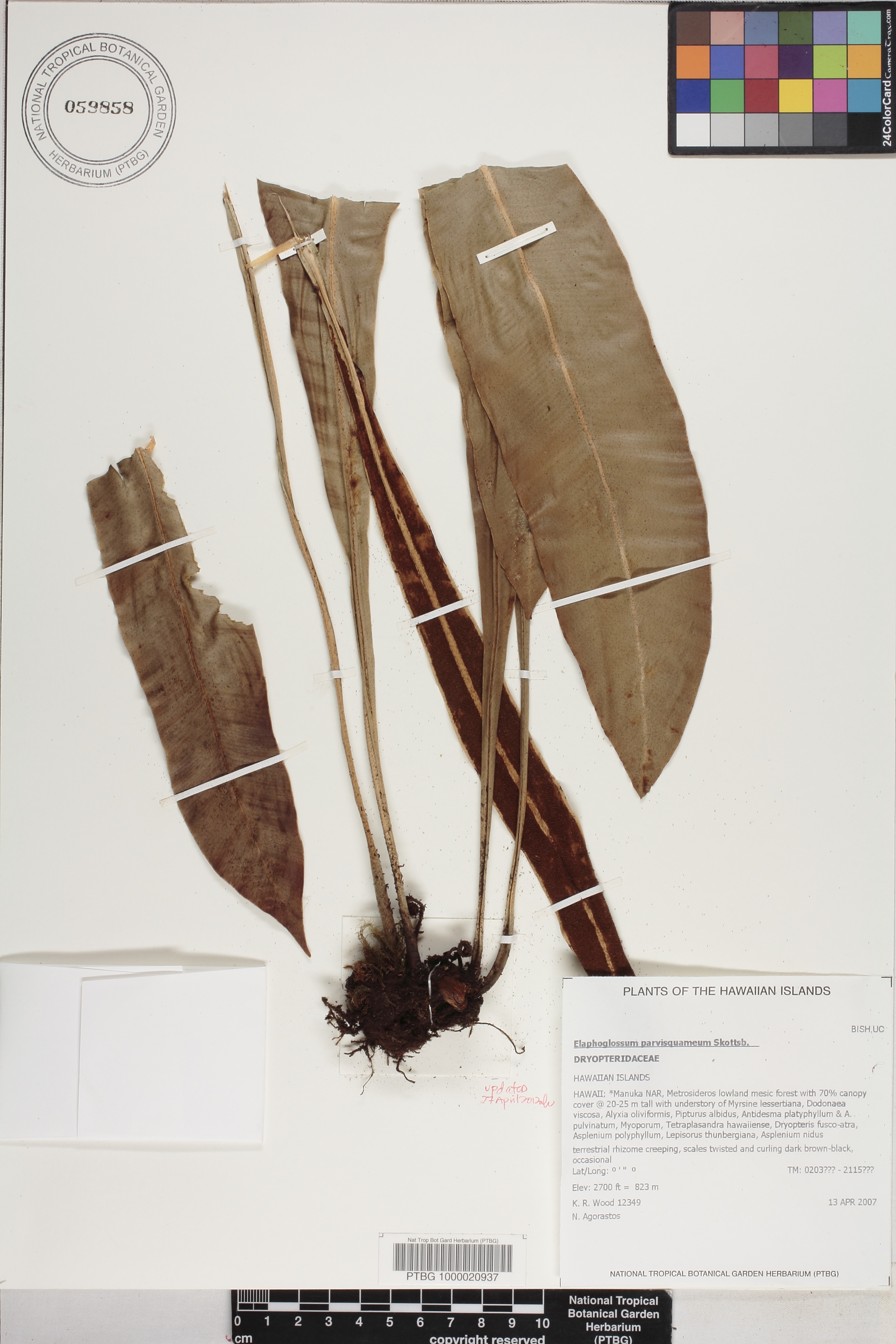 Elaphoglossum parvisquameum image