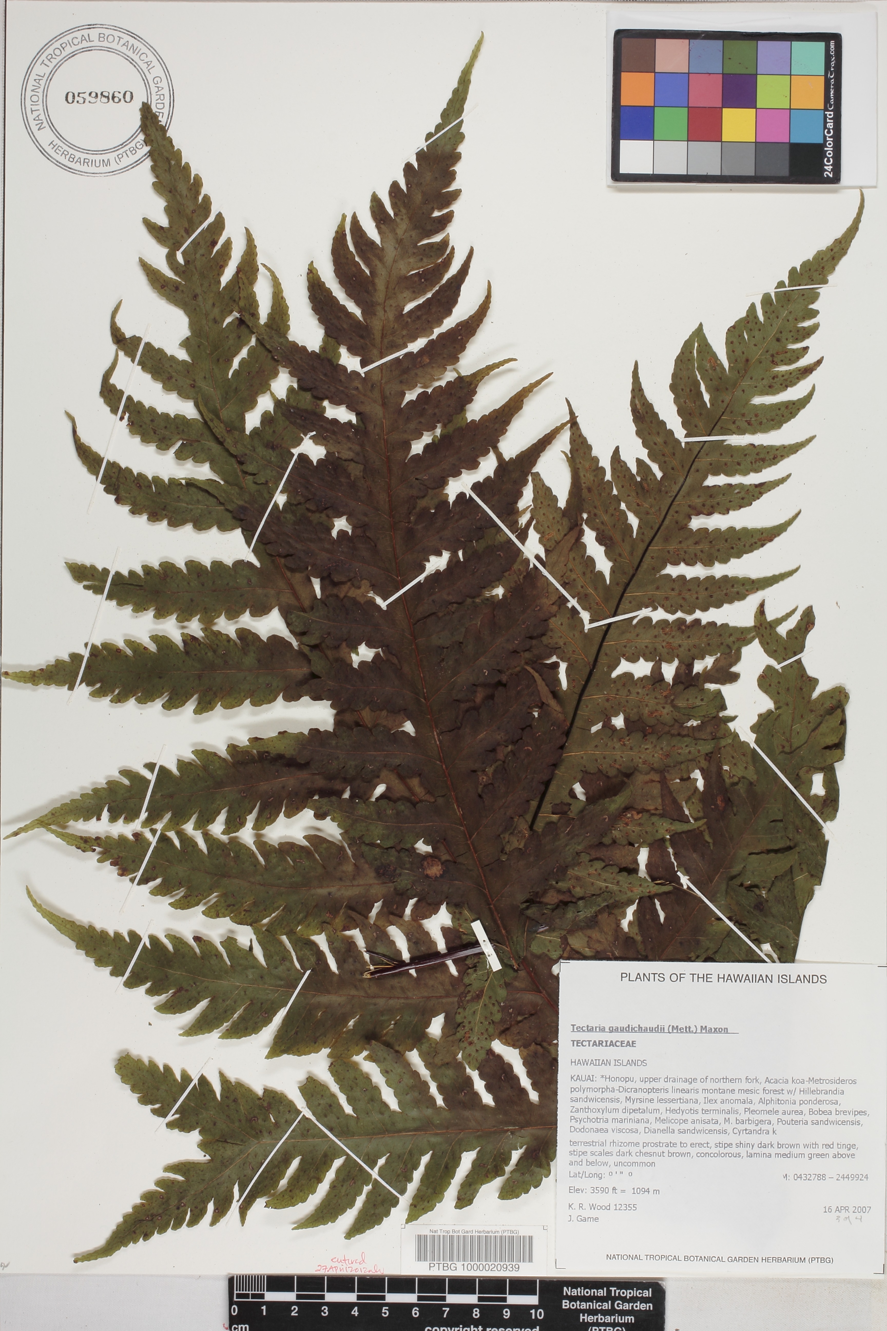 Tectaria gaudichaudii image